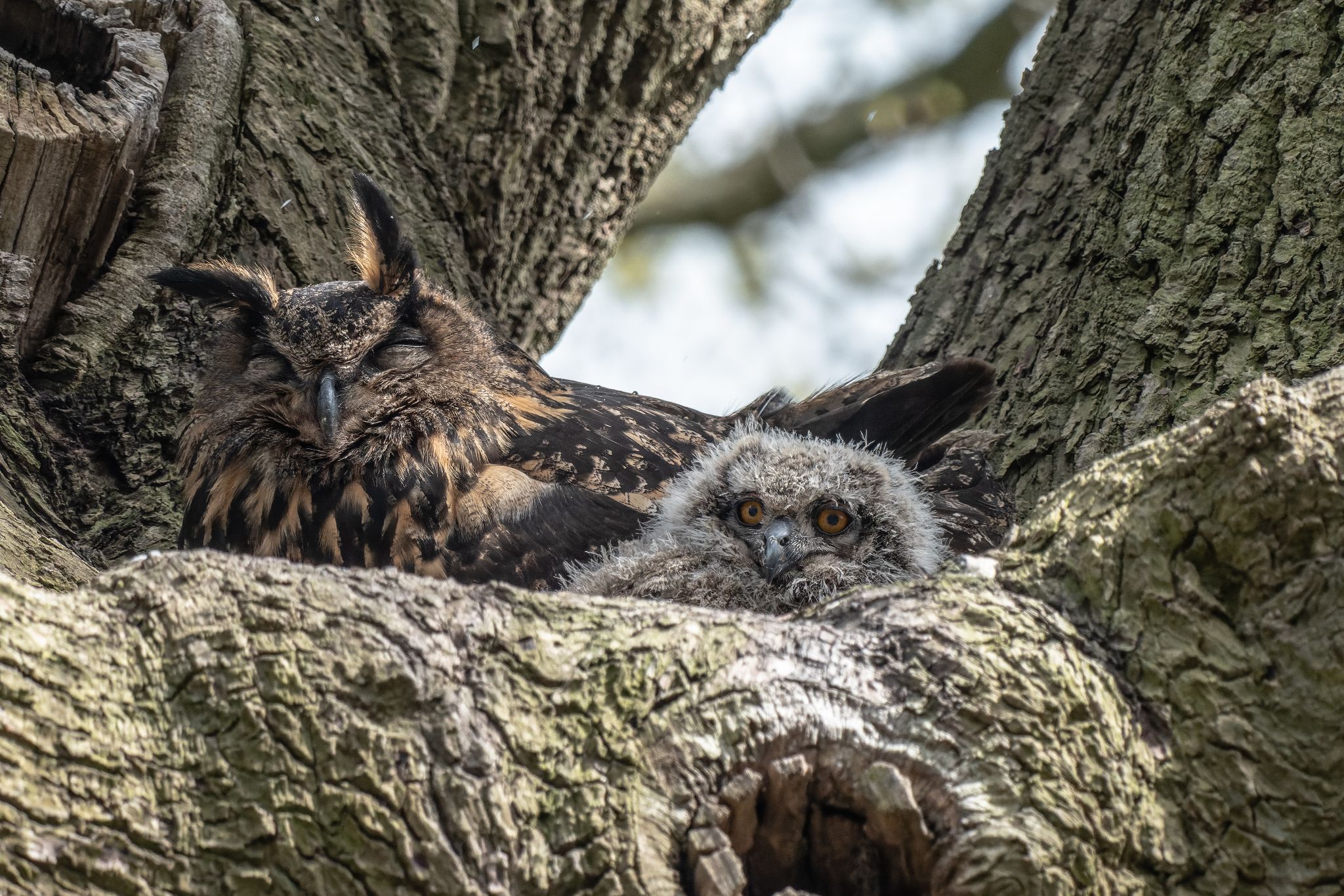 523 210506 1426 J  OLY0599 ORF DxO DeepPRIME