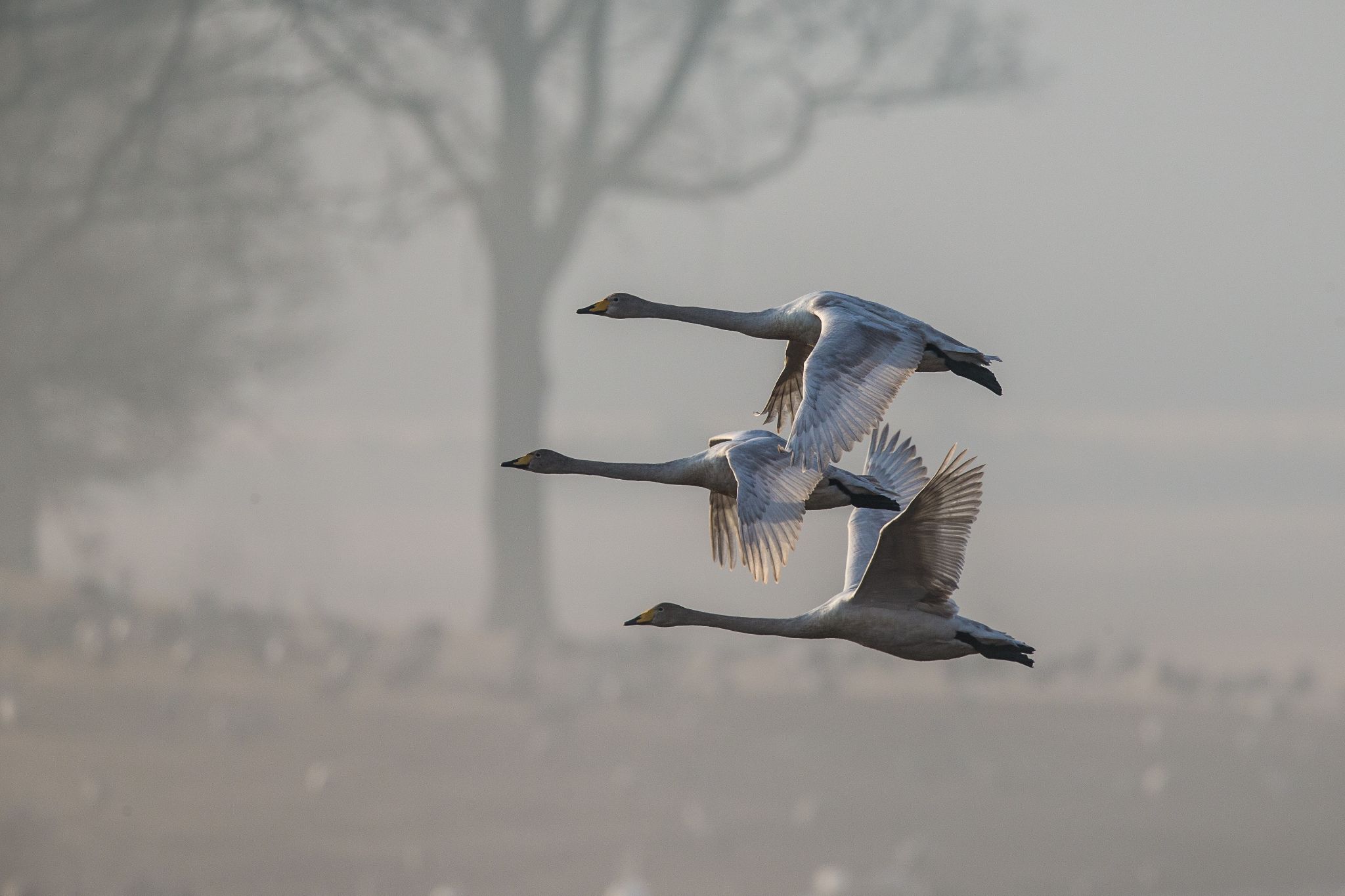 3 Singschwäne, Schweden, Hornborgasjön