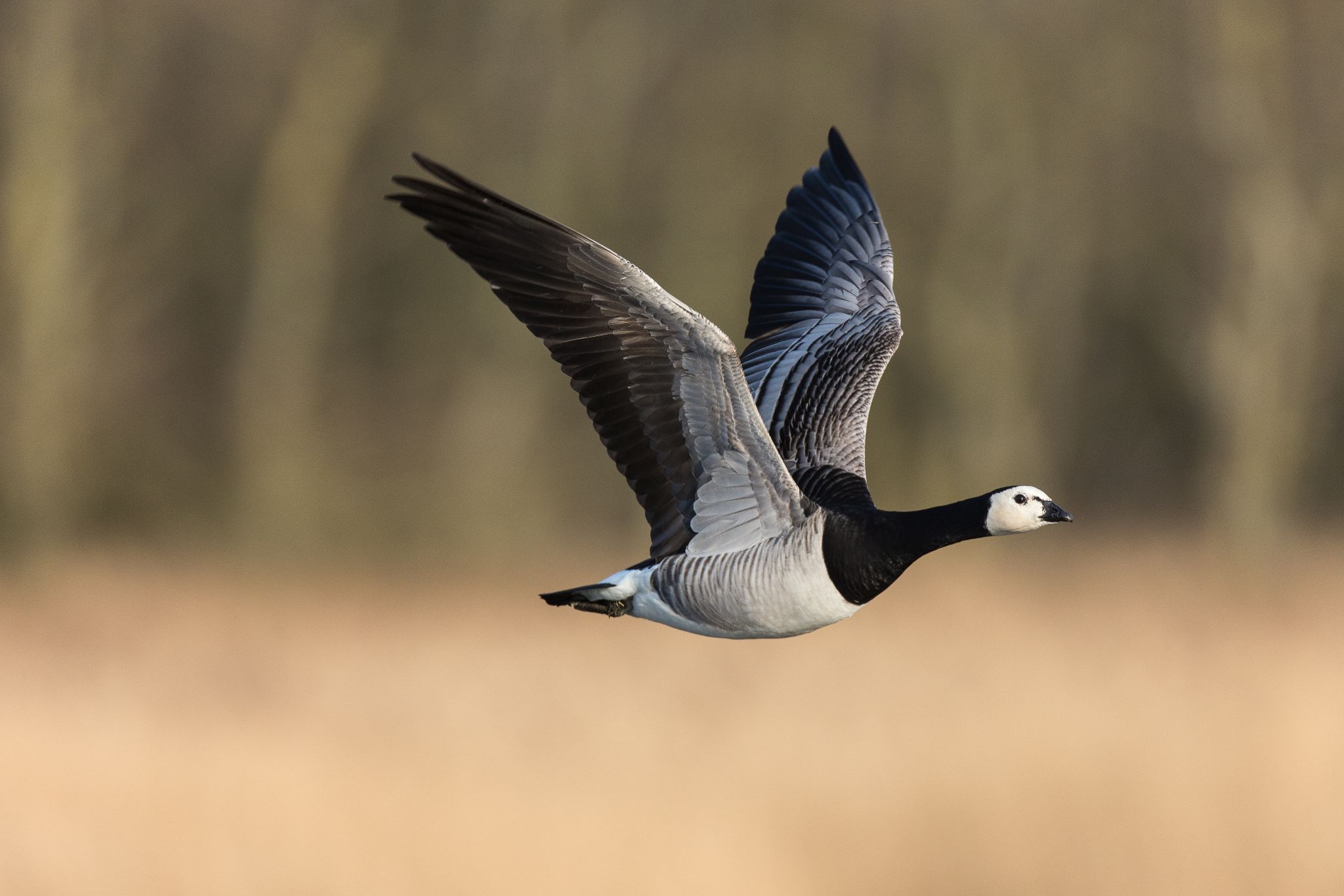 Nonnengans, Katinger Watt