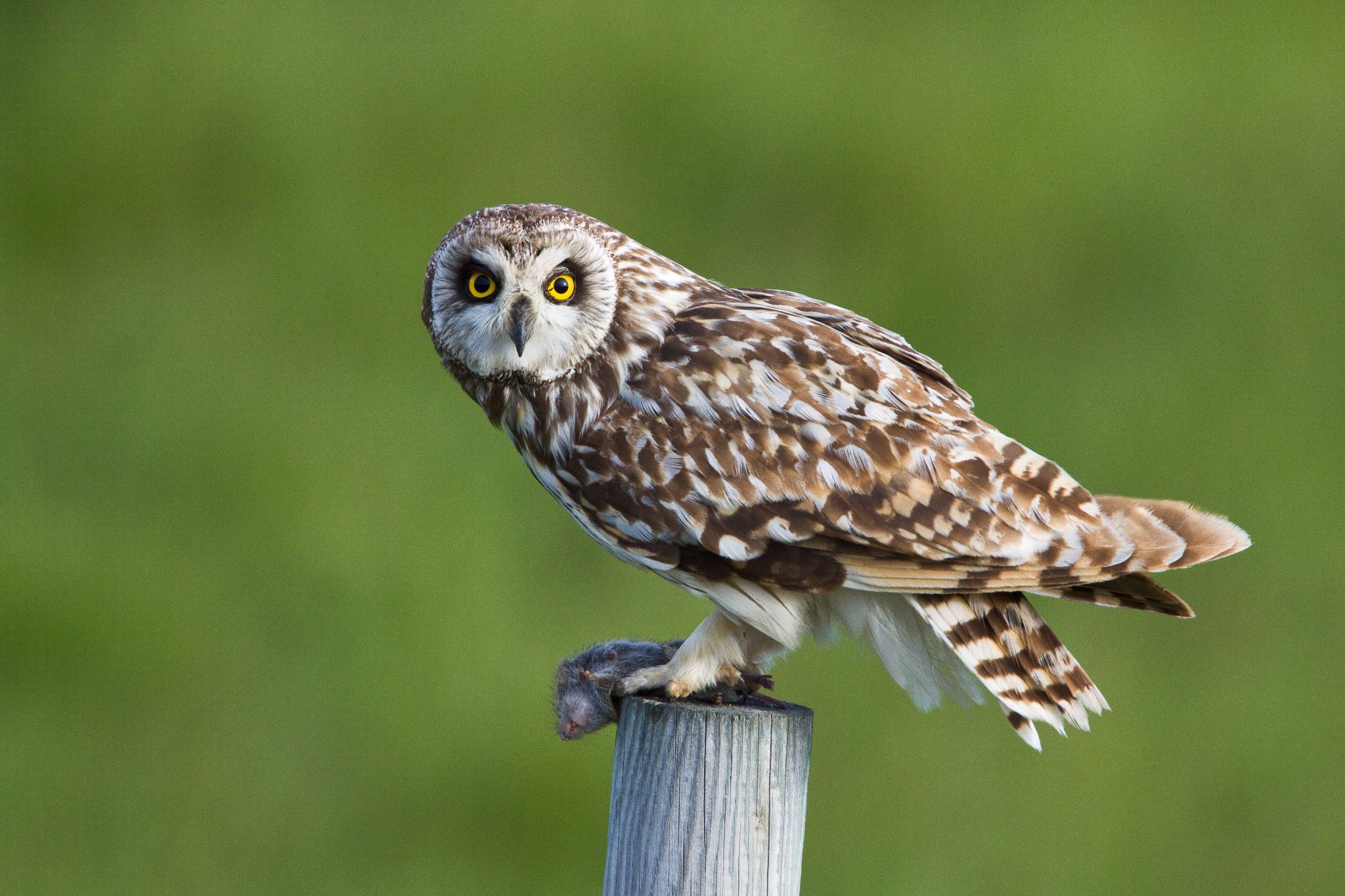 Sumpfohreule, Norwegen