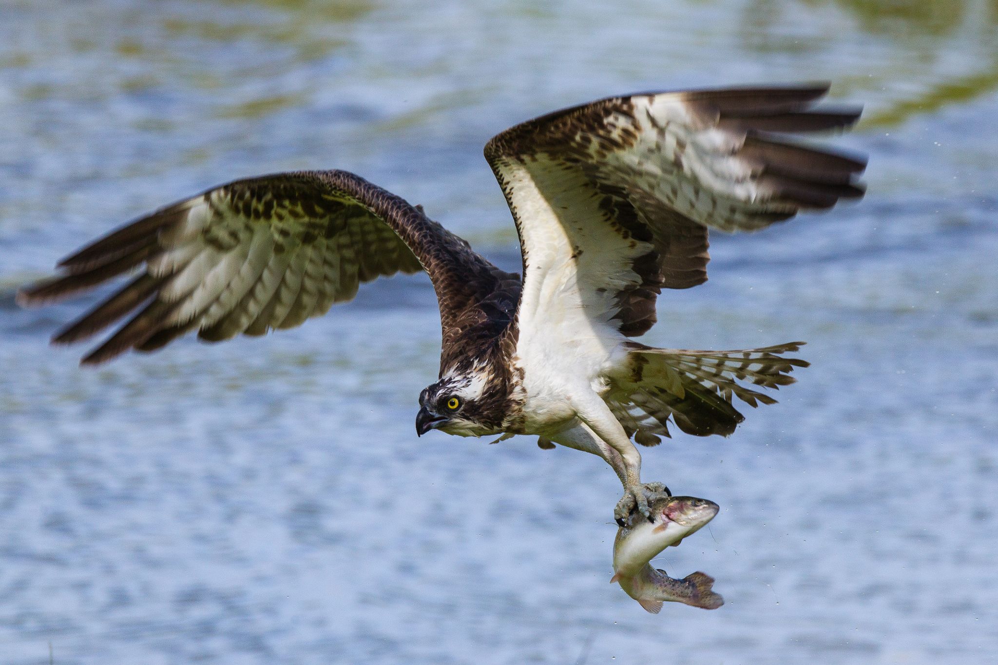 Dann fliegt er mit seiner Beute davon. Finnland
