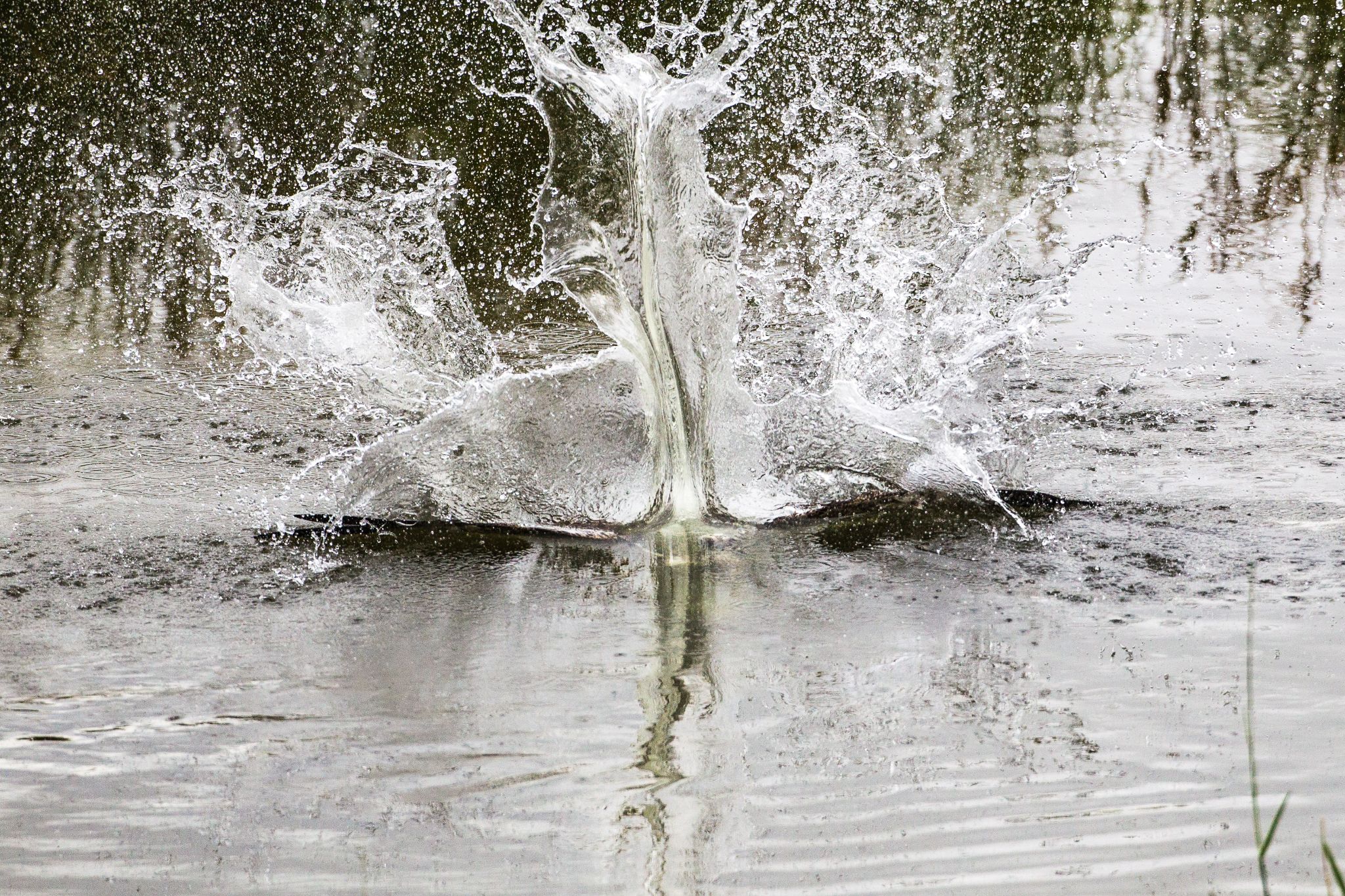Rüttelnd erspäht der Fischadler seine Beute, bevor er mit ca. 80 km/h im Sturzflug die Wasseroberfläche durchschlägt und den Fisch greift.