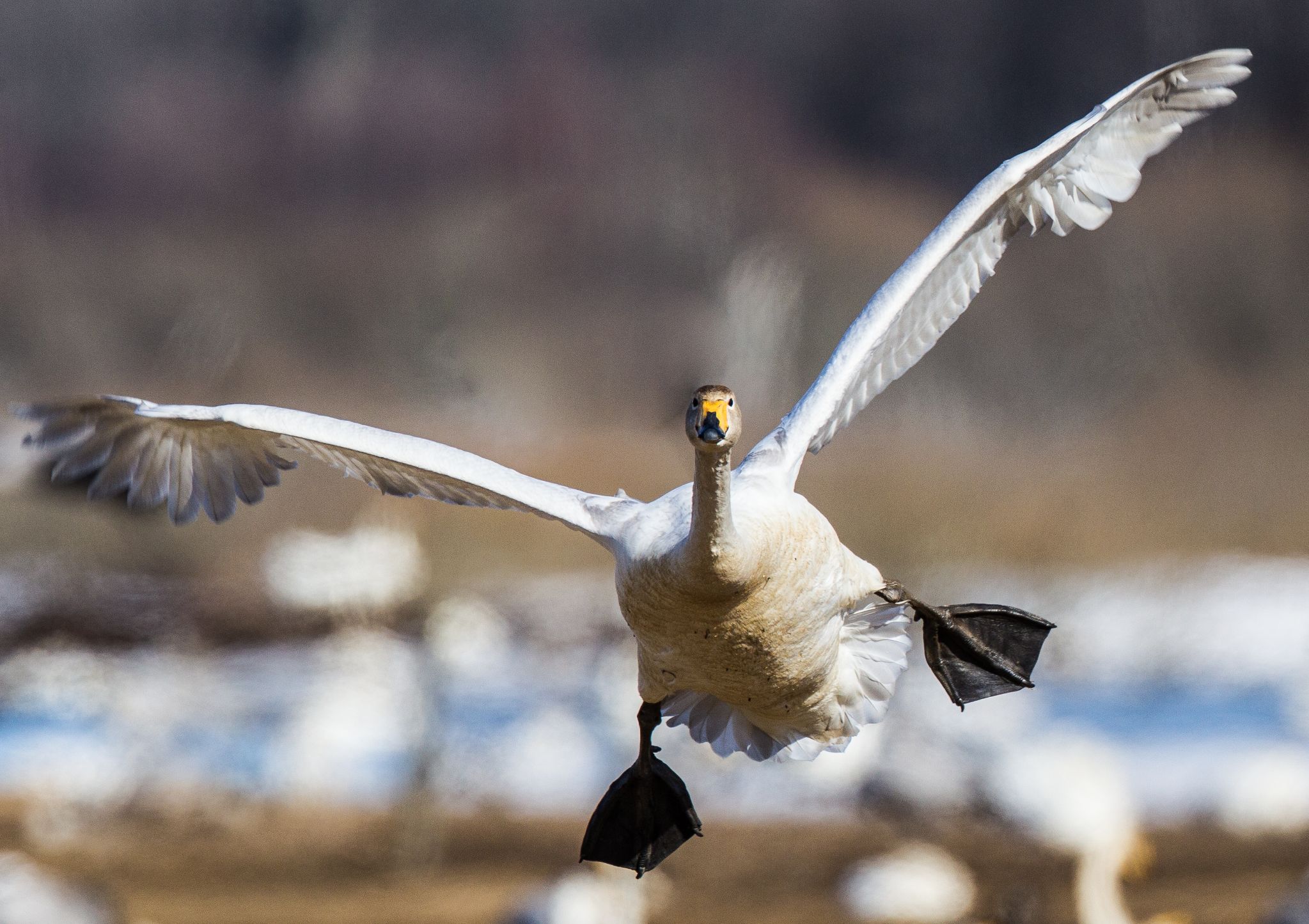 Singschwan, Schweden. Er brütet in Nordskandinavien oder Sibirien. Aber auf dem Vogelzug braucht er Ruheplätze, wo auch Futter zu finden ist.