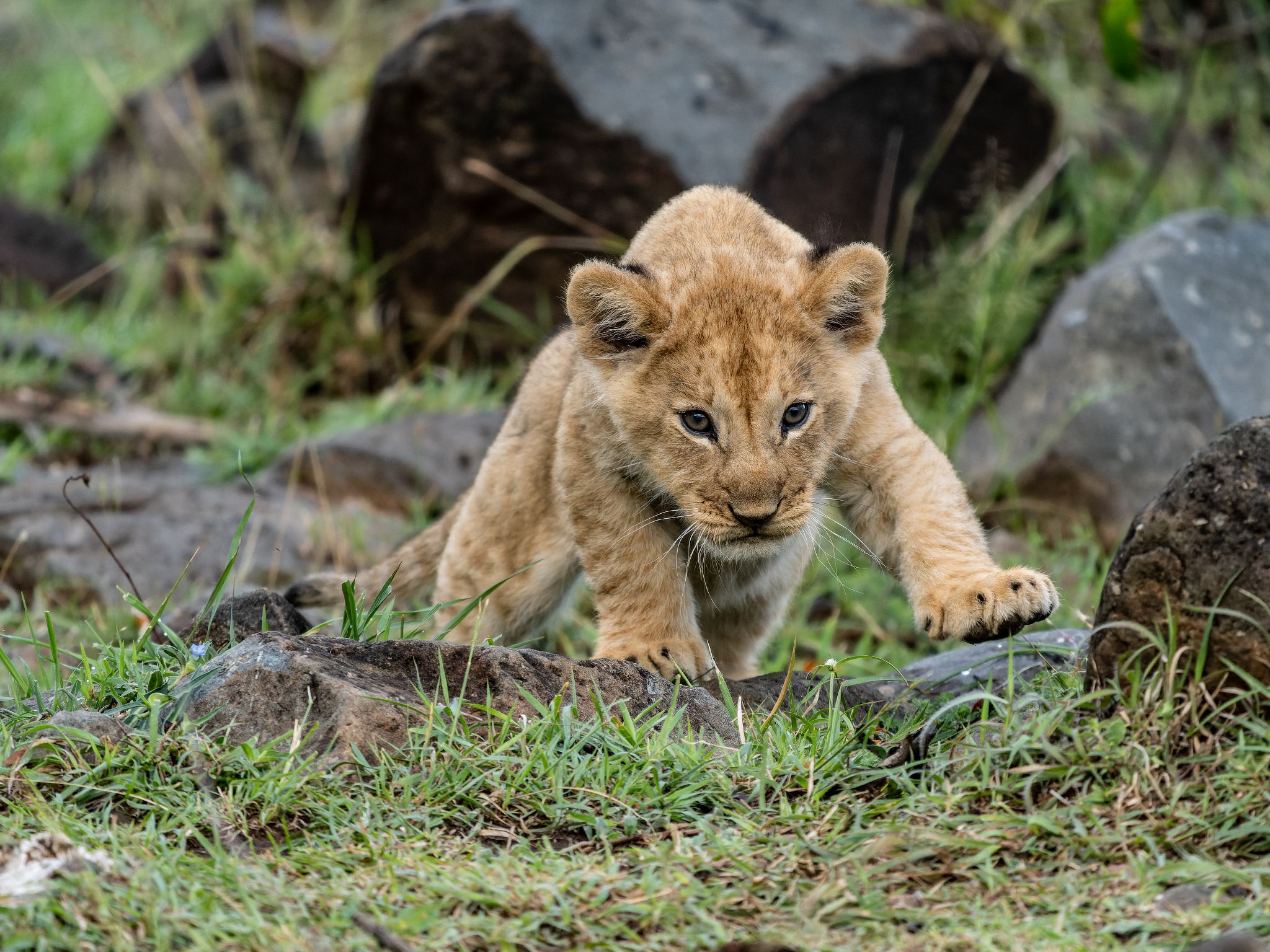 Löwenbaby. Noch muss Niemand Furcht vor ihm haben. Kenia