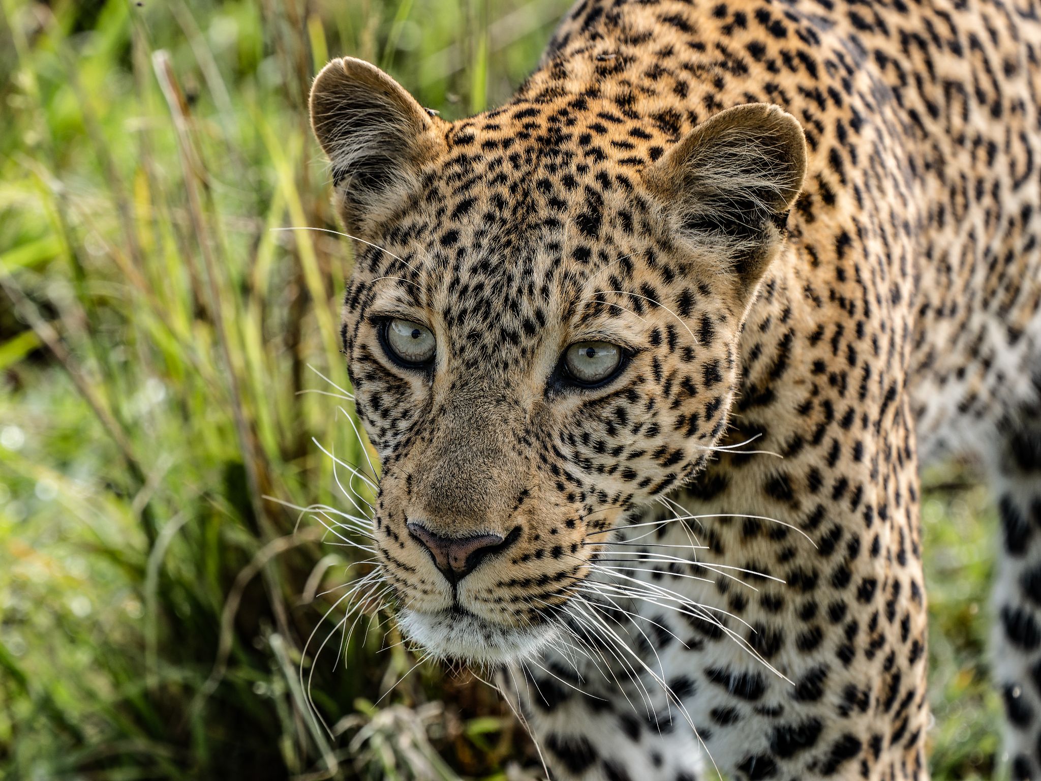 Leopard, Kenia
