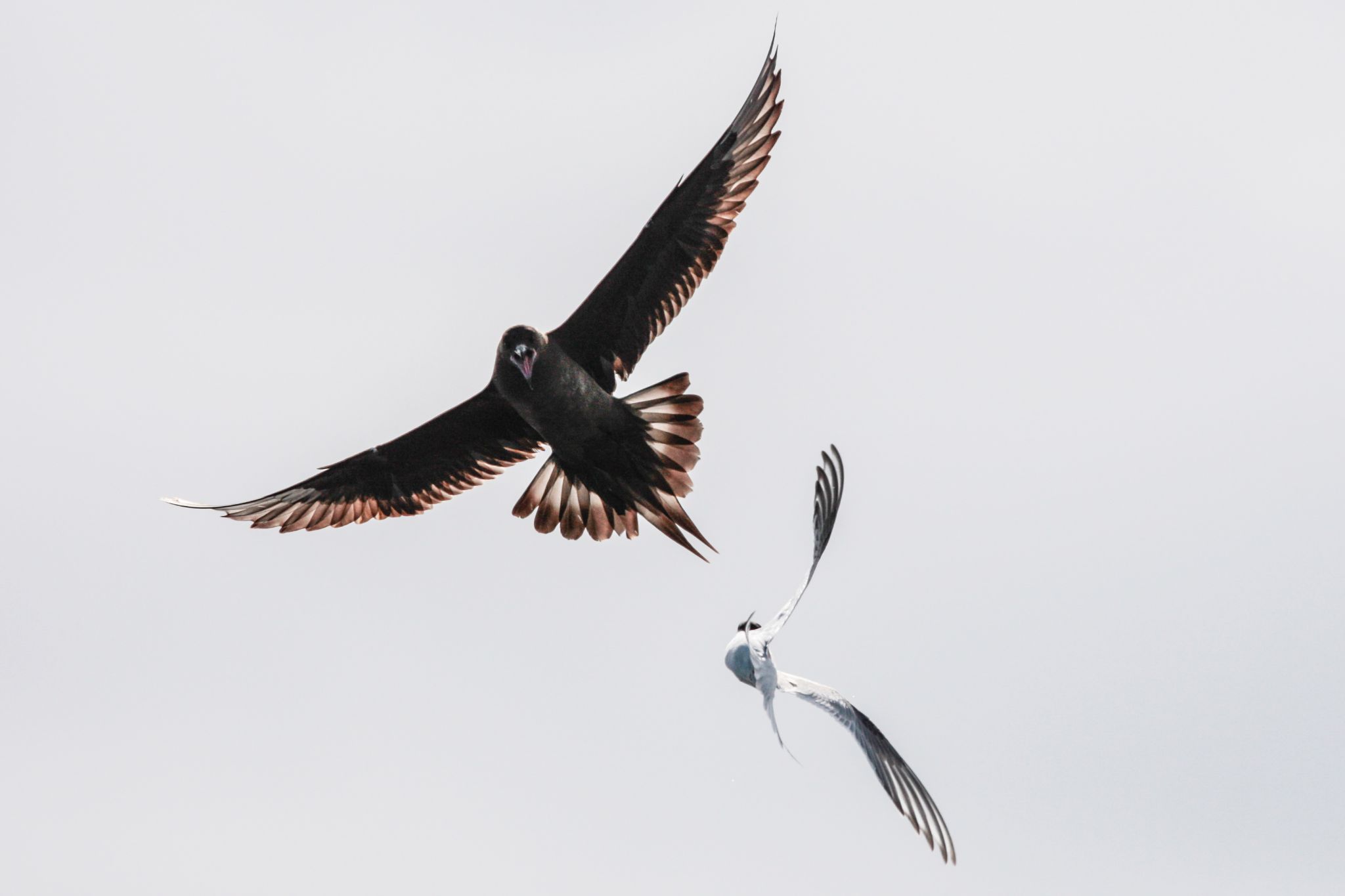 Küstenseeschwalbe verteidigt Futterfisch gegen Schmarotzerraubmöwe, durch Übergang in einen Sturzflug nach rechts unten, Island