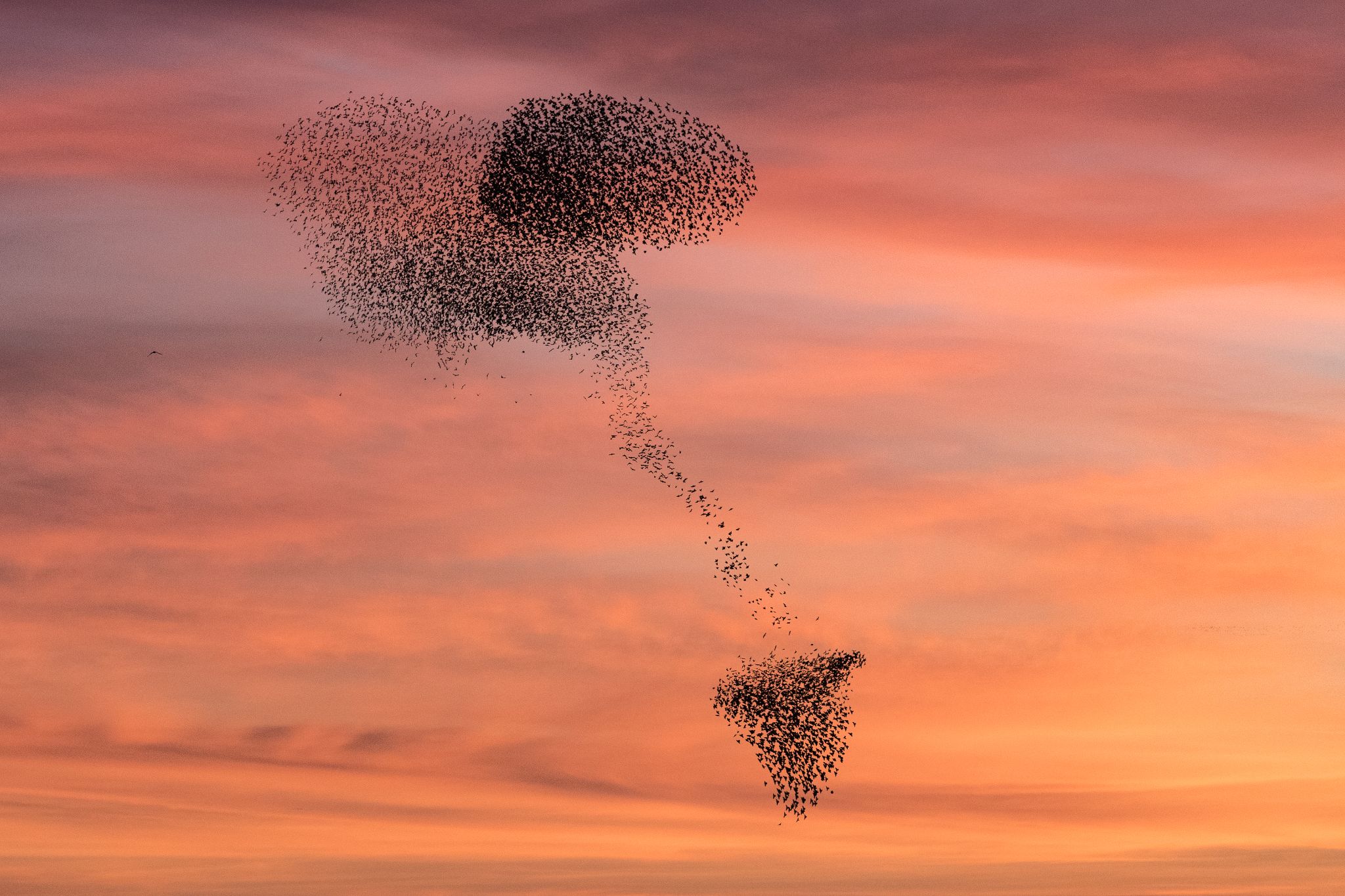 Stare, "Schwarze Sonne", Dänemark