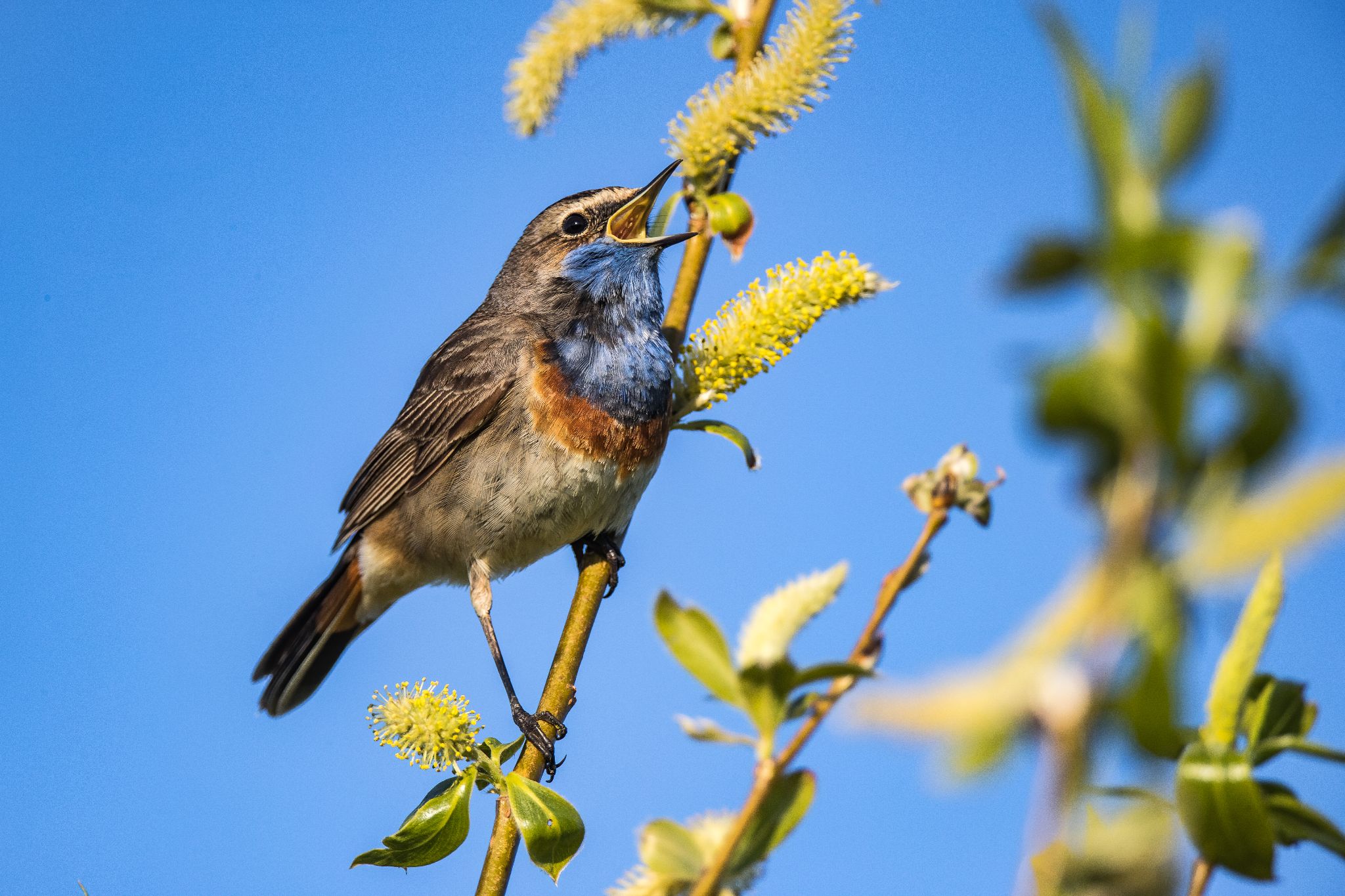 Blaukehlchen, Hetlingen, Schleswig-Holstein