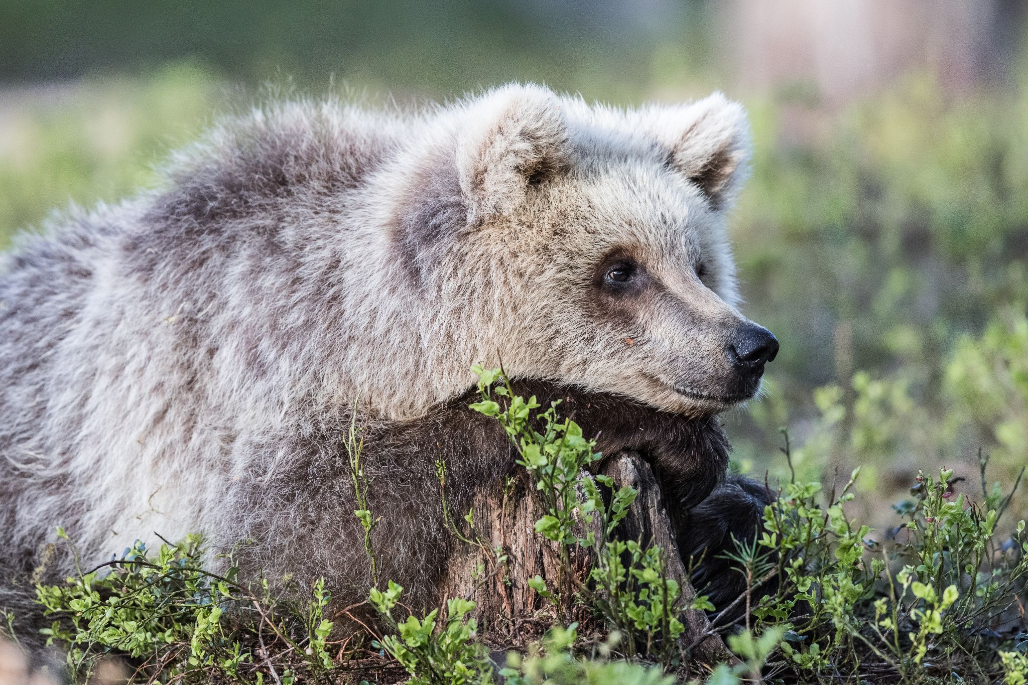 Junger Braunbär, noch im Winterfell, Finnland