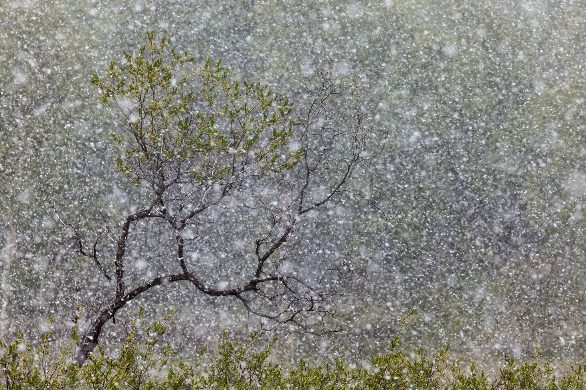Überraschung: sommerlicher Schnee in Schweden, am 20.6.2014 (ist innerhalb kurzer Zeit getaut)