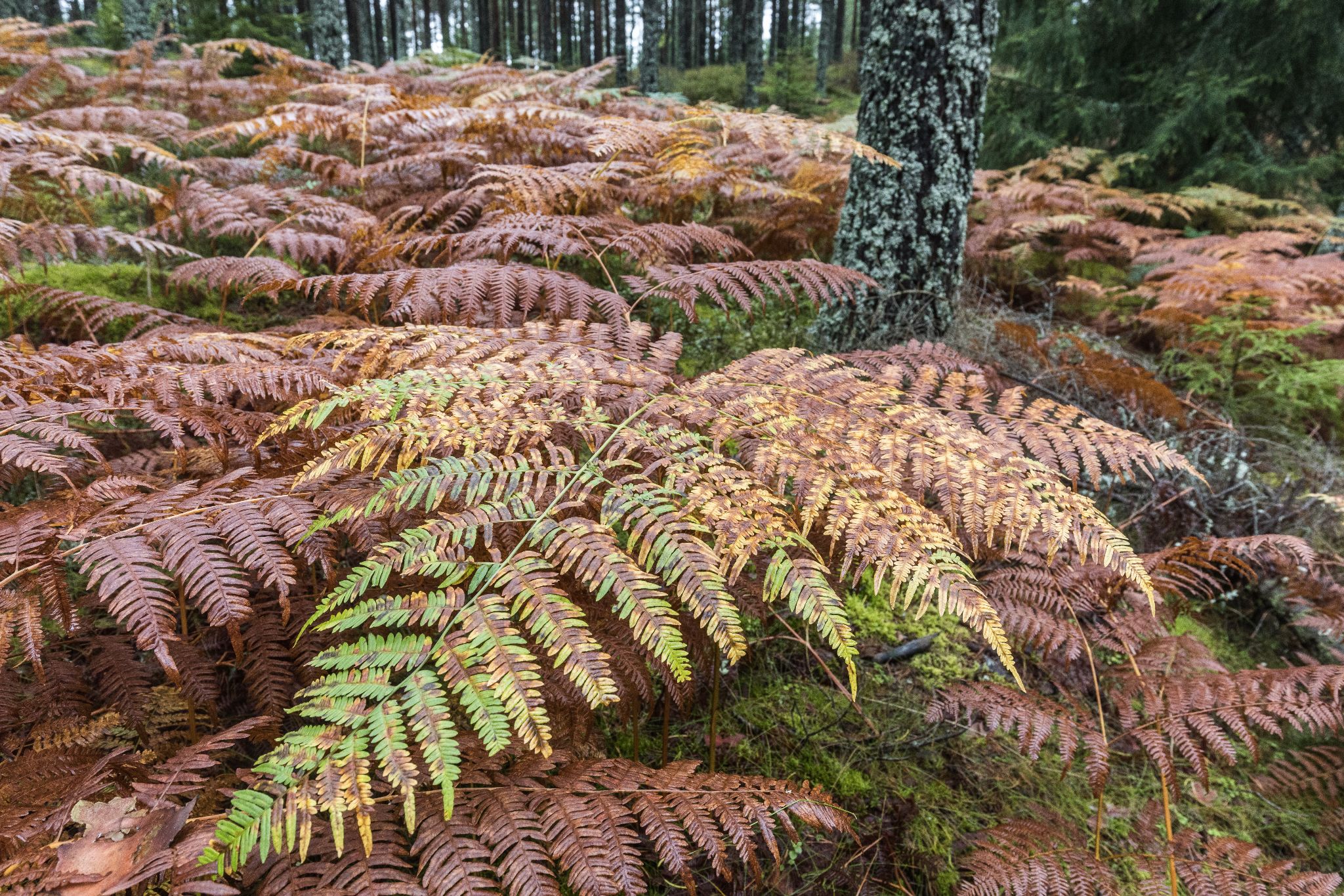 Farn im Herbst, Süd-Schweden