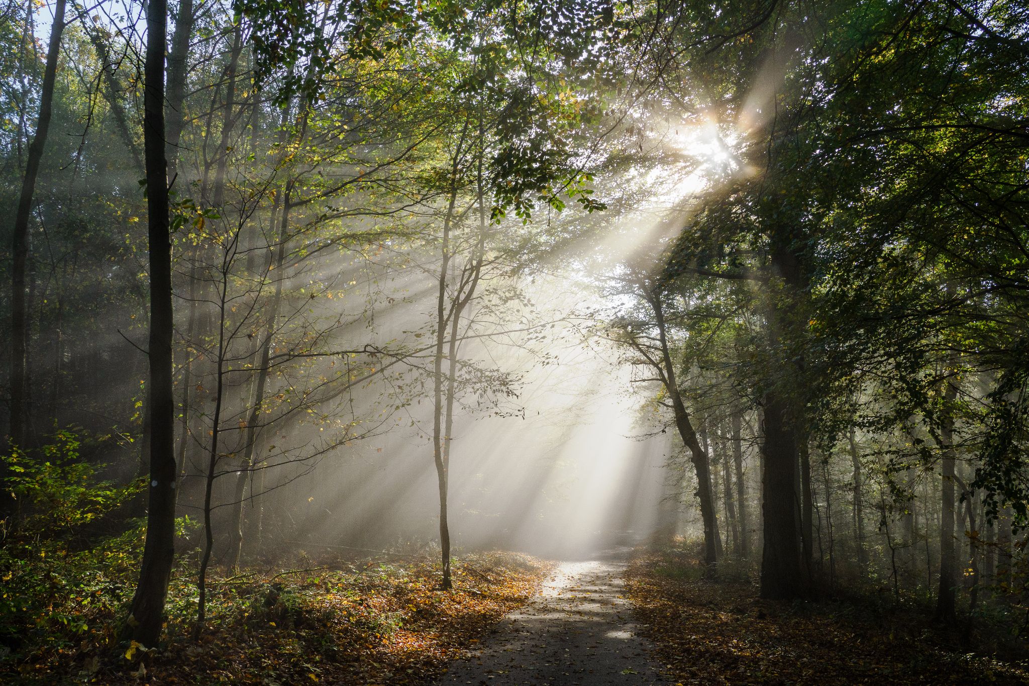 Sonnenaufgang im Wald bei Lahnstein, Rheinland-Pfalz