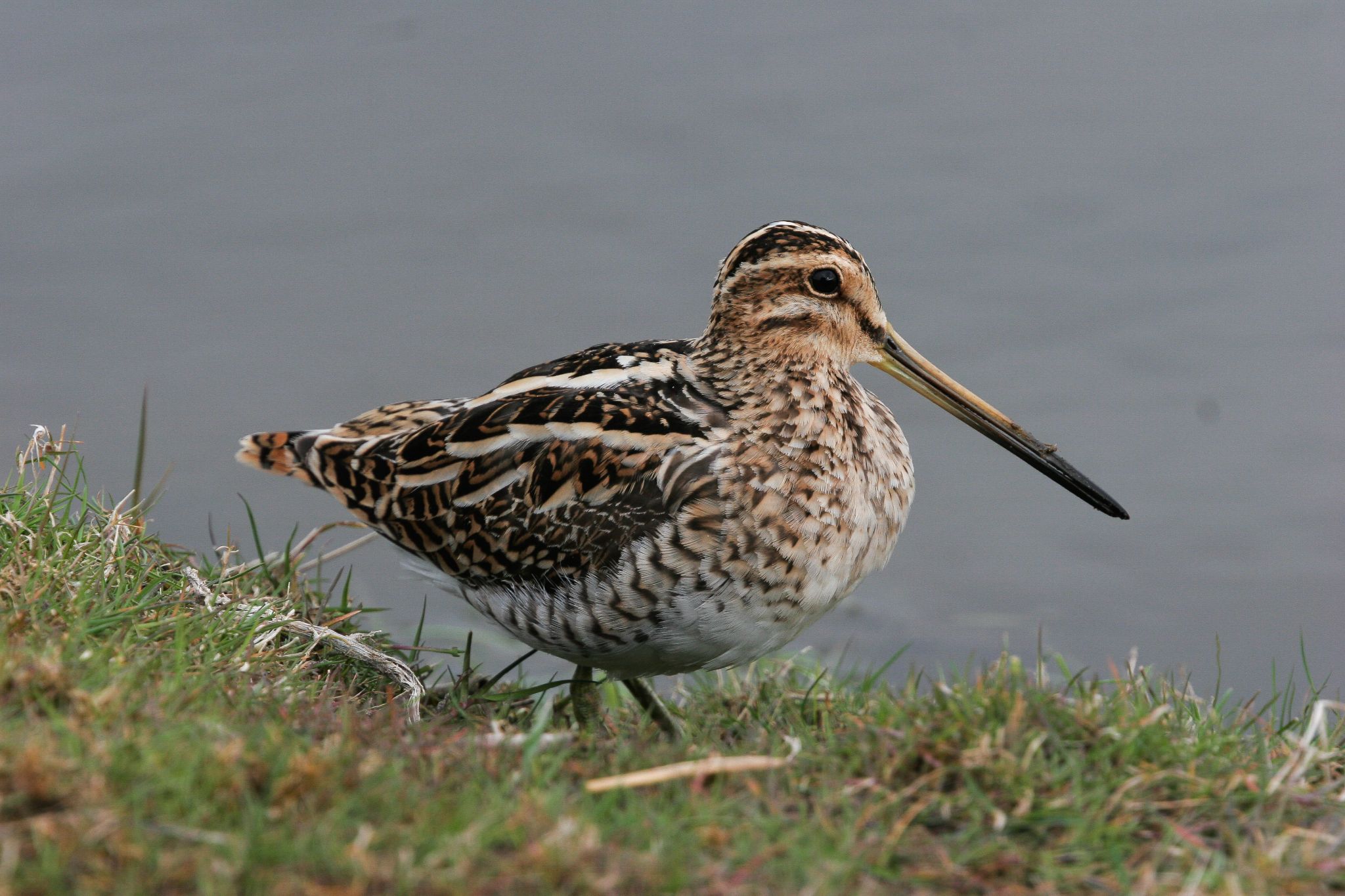 Bekassine, Katinger Watt, Schleswig-Holstein