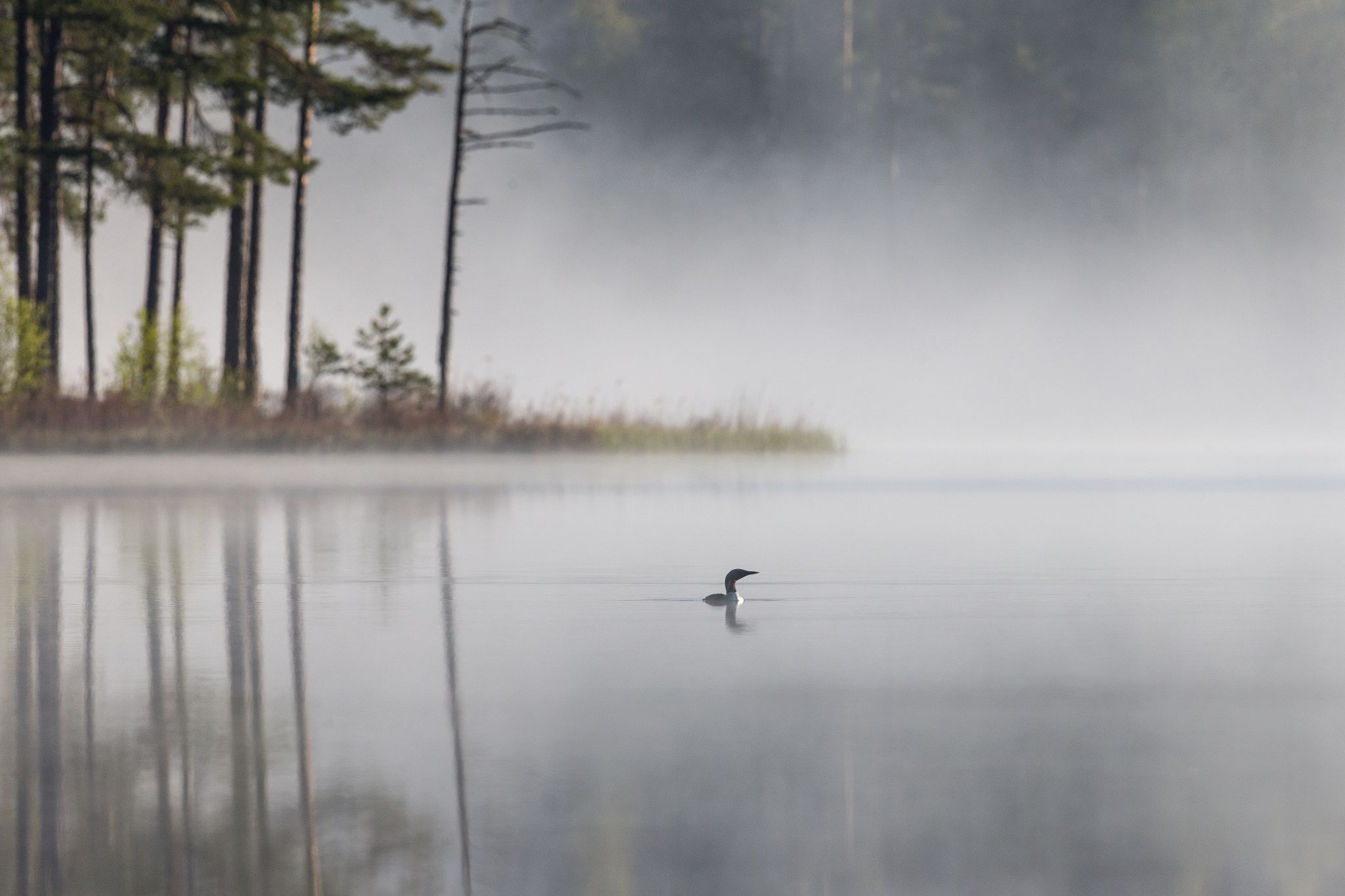 Prachttaucher, Süd-Schwden