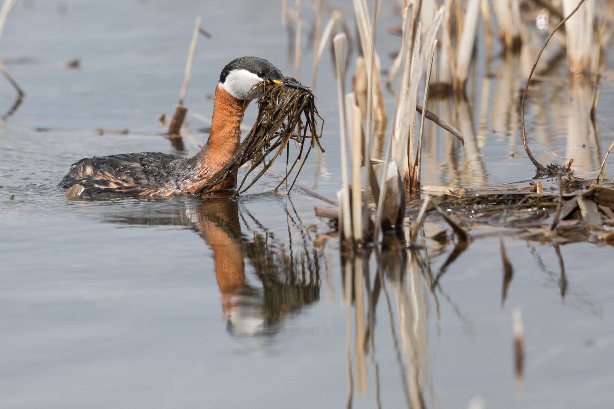 Rothalstaucher beim Sammeln von Nistmaterial, Öland, Schweden