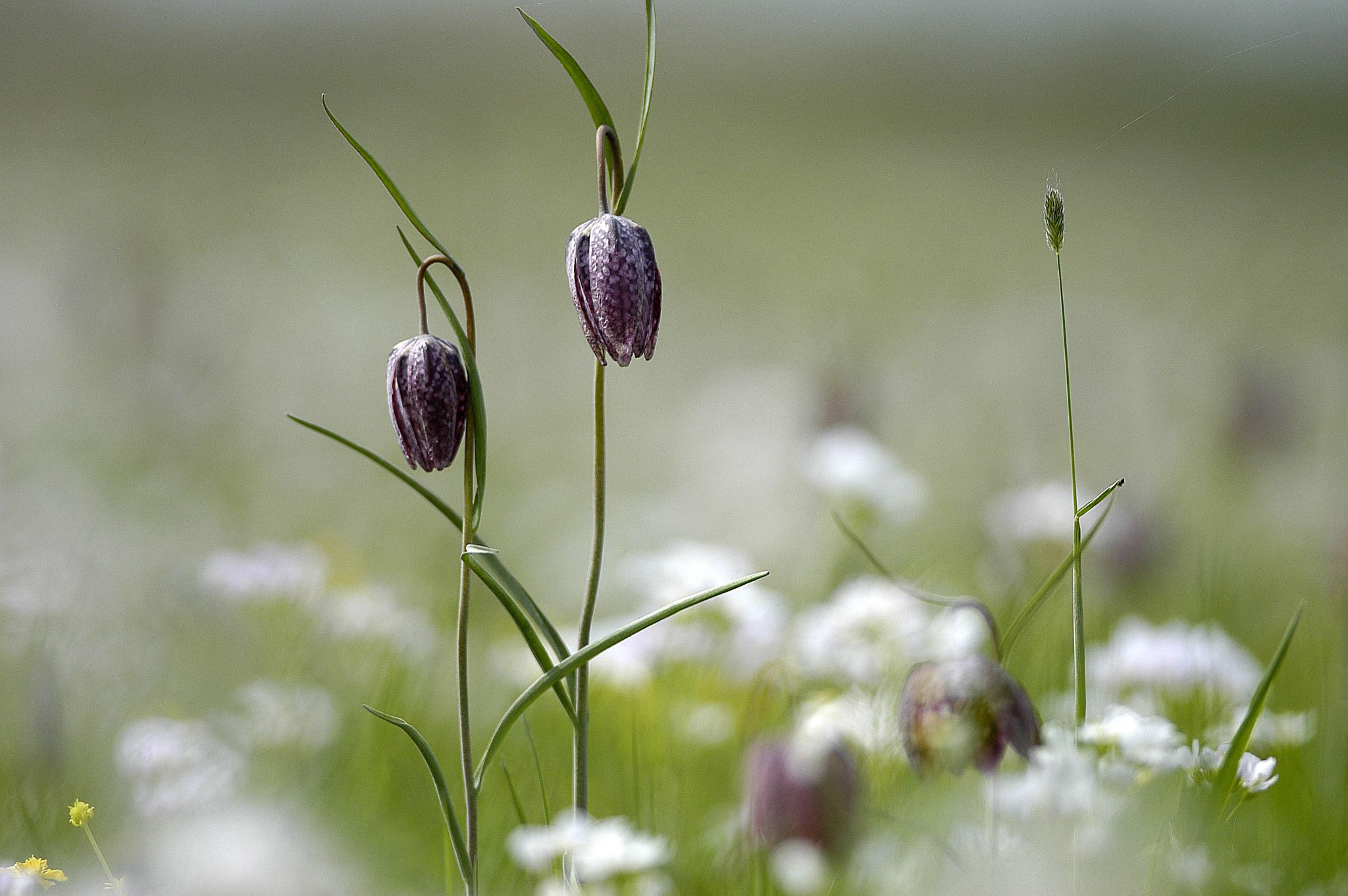 Schachblumen, Hetlingen