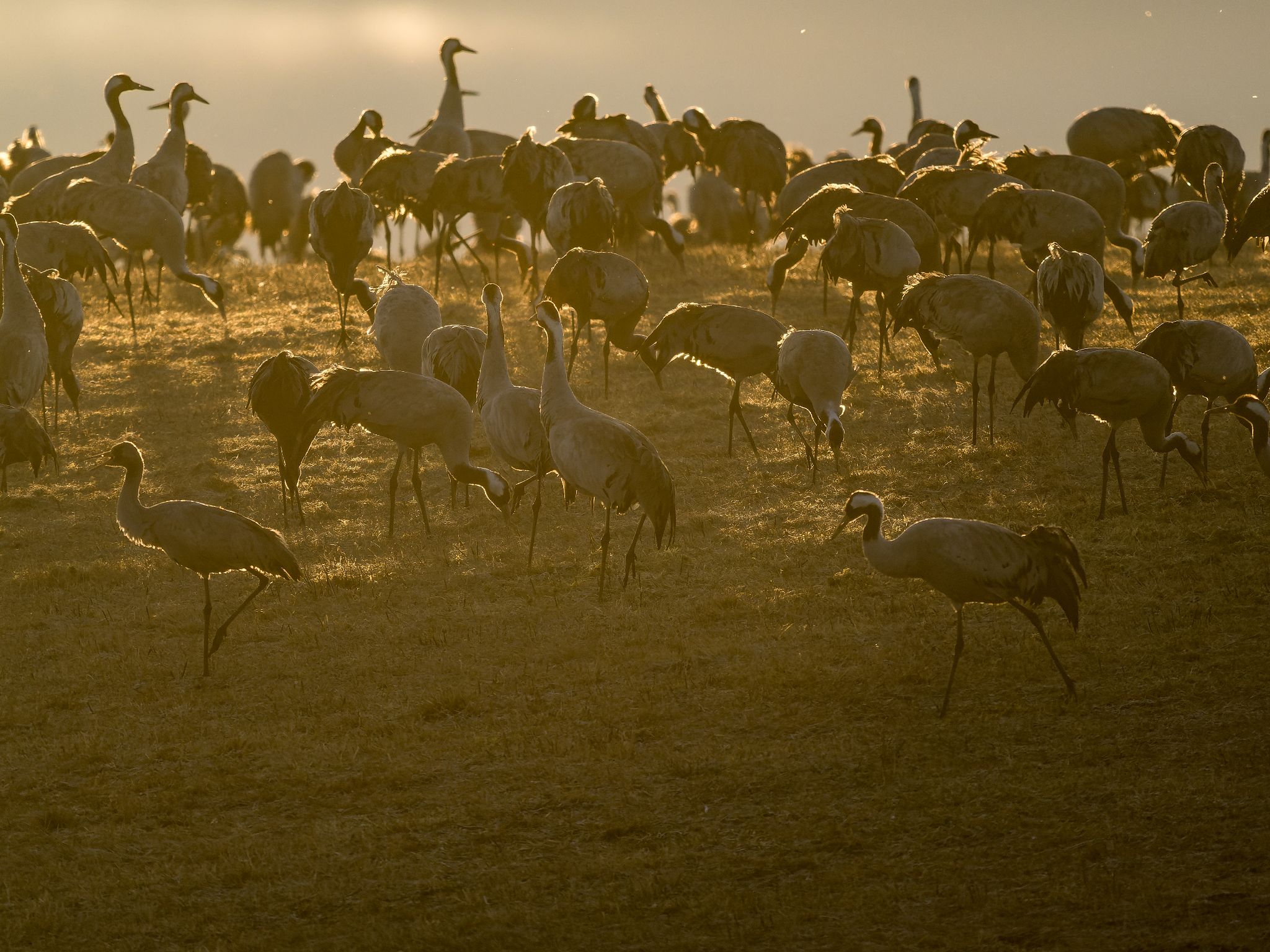 111 250322 0639 J  1JR0232 DxO DeepPRIME