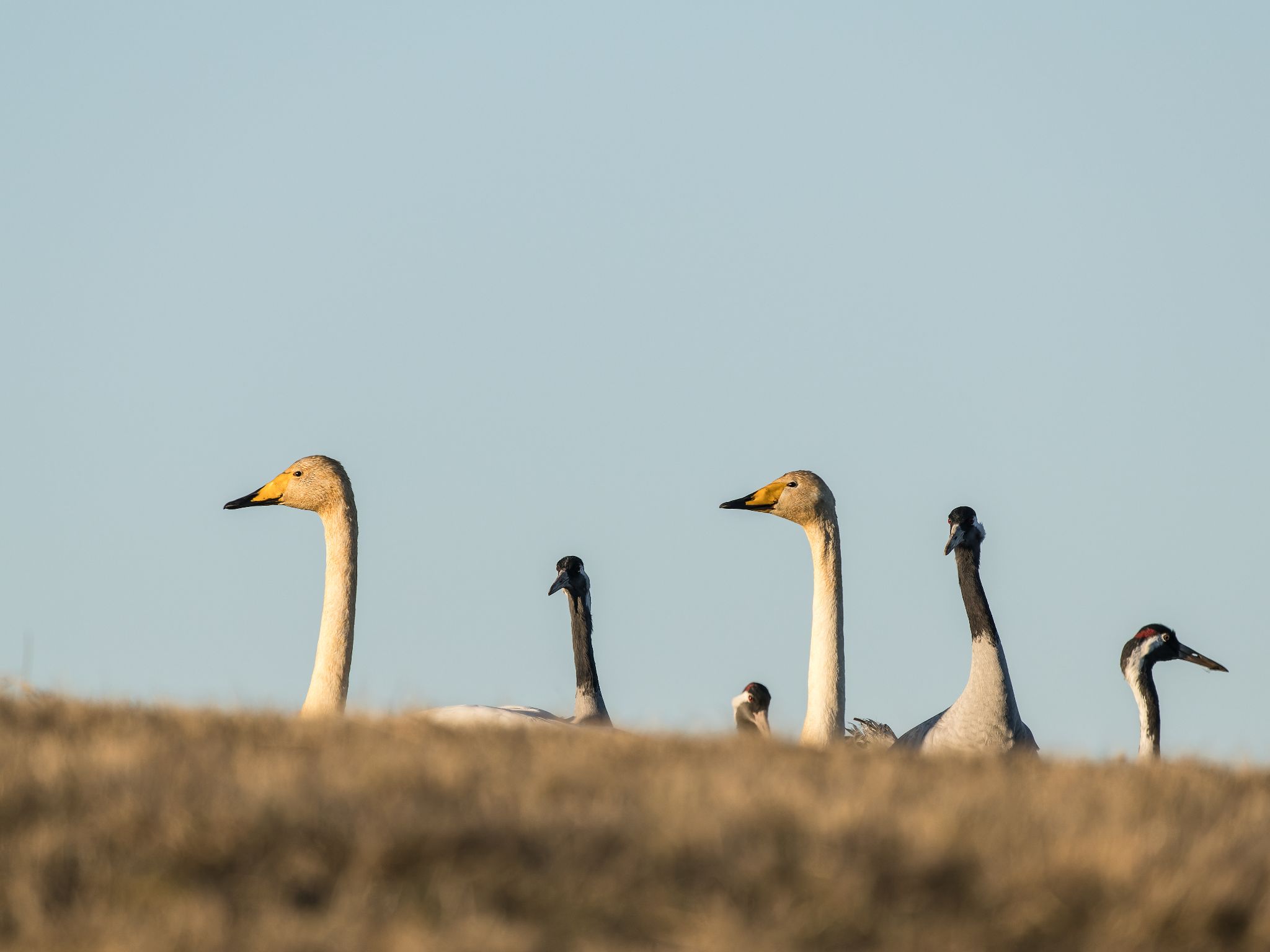 500 250321 1727 J  1JR1438 DxO DeepPRIME