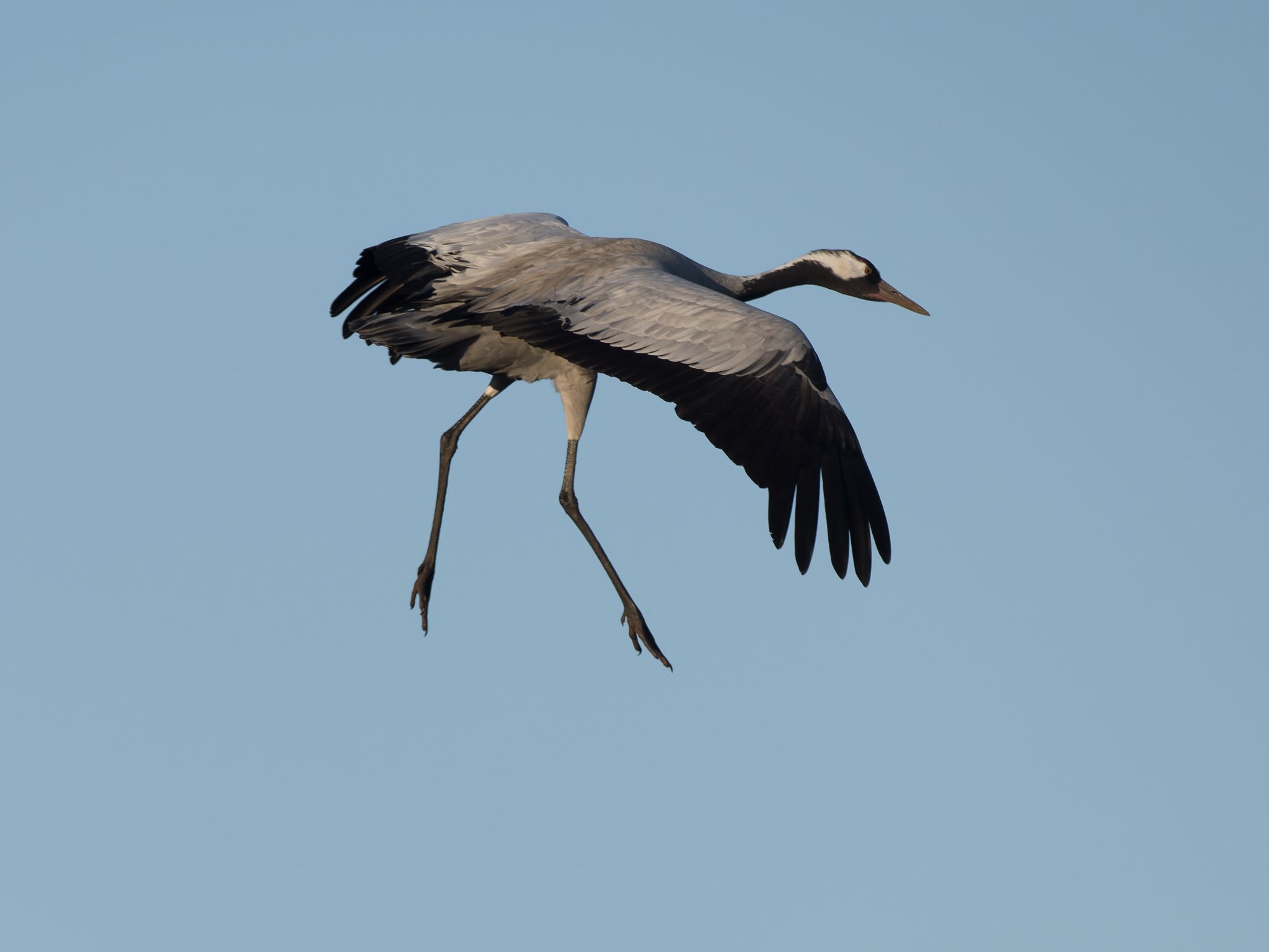 510 250321 1709 J  1JR0274 DxO DeepPRIME