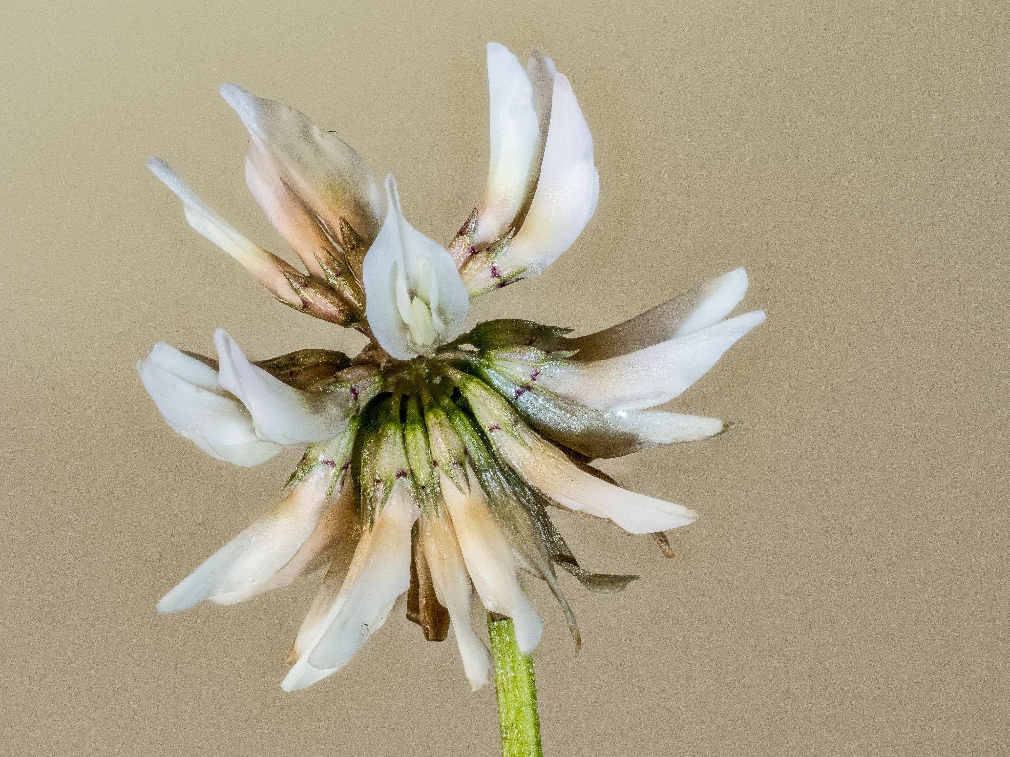 Weiß-Klee Trifolium repens