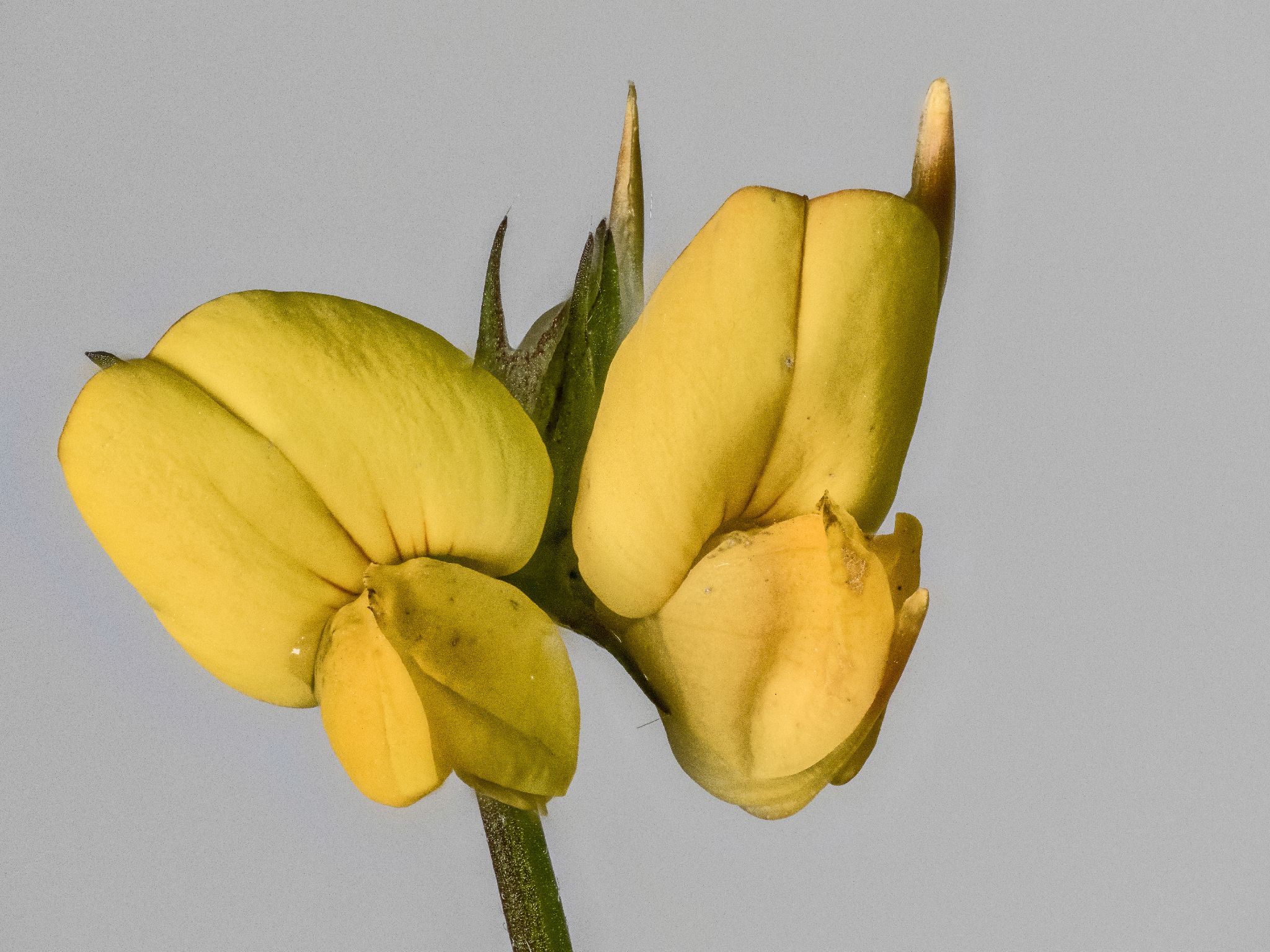 Hornklee Lotus corniculatus L.