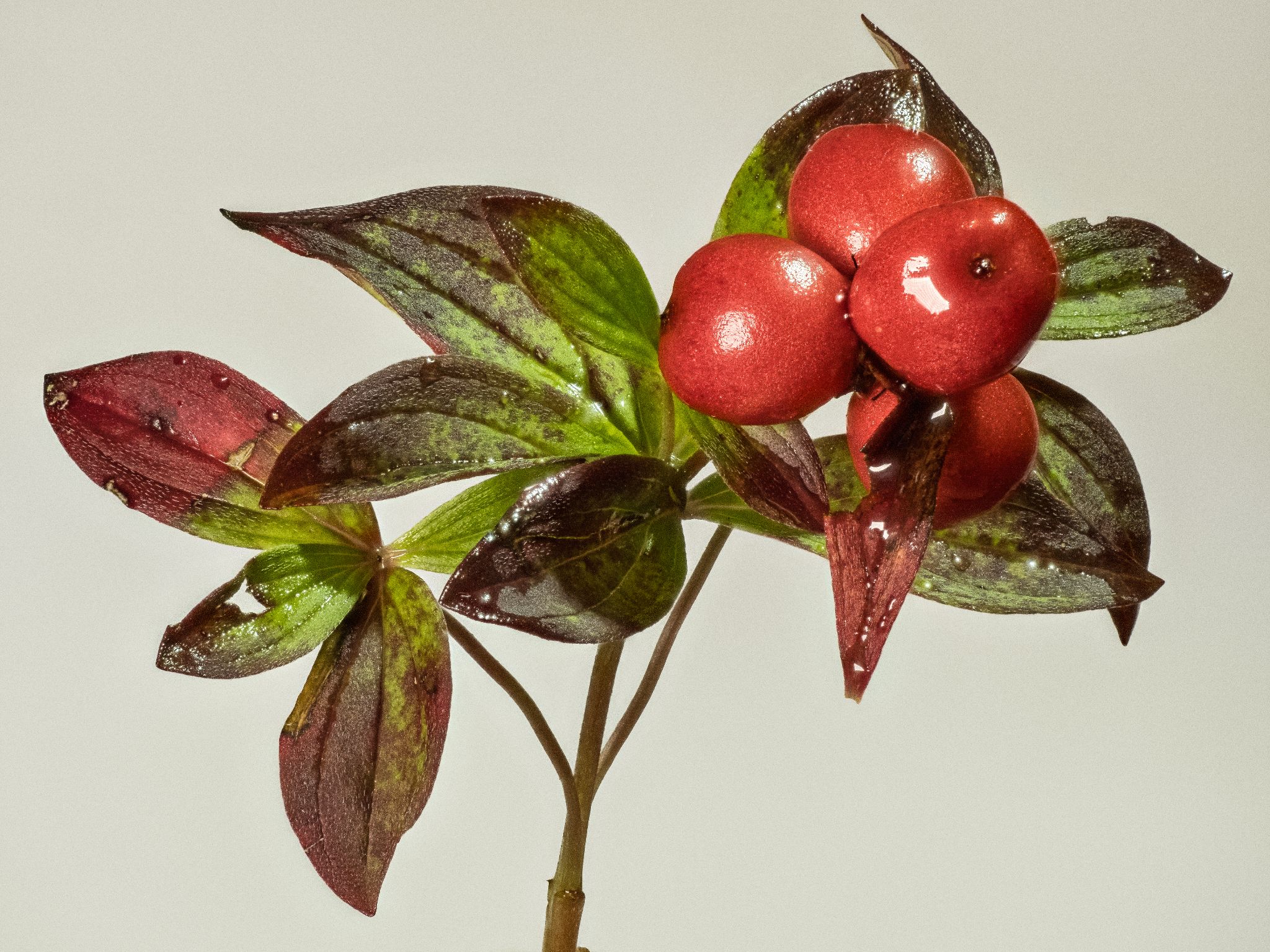Schwedischer Hartriegel Cornus suecica L.