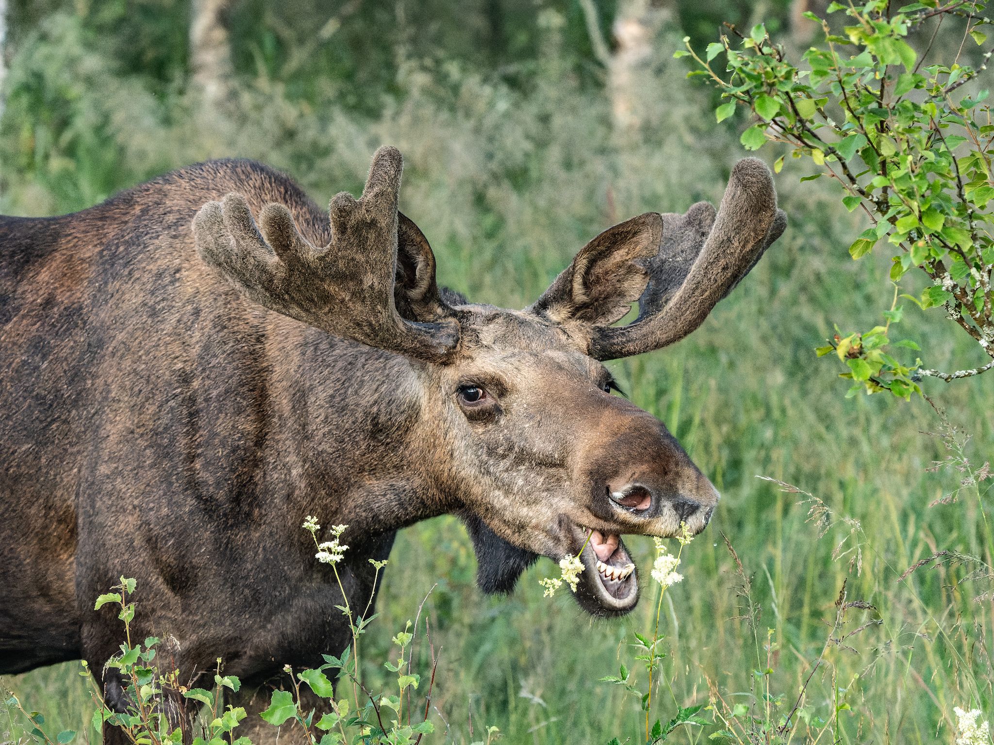 250723 0357 J 250723 0357 J  1JR0331 DxO DeepPRIME 2