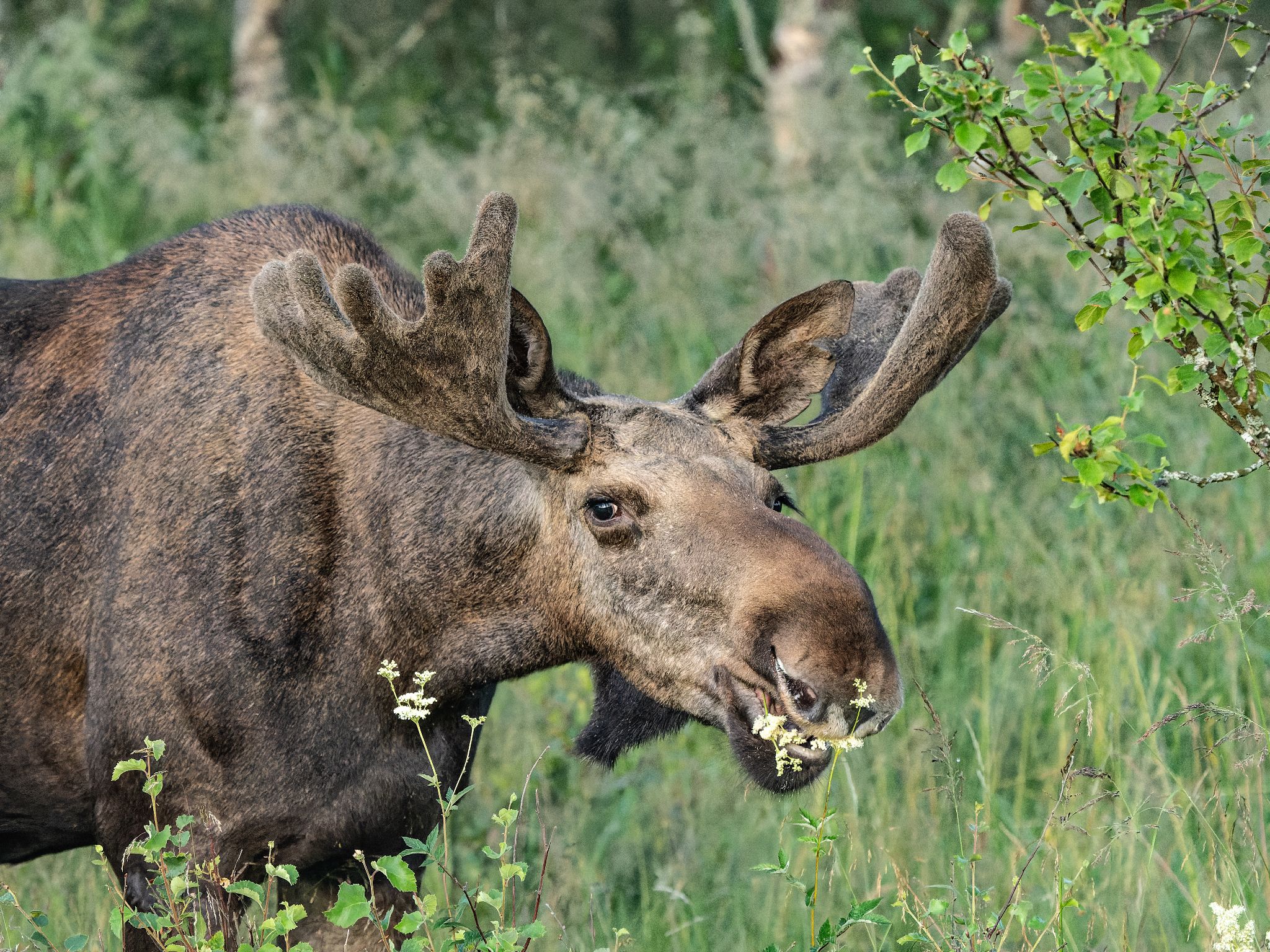 250723 0357 J 250723 0357 J  1JR0332 DxO DeepPRIME 2