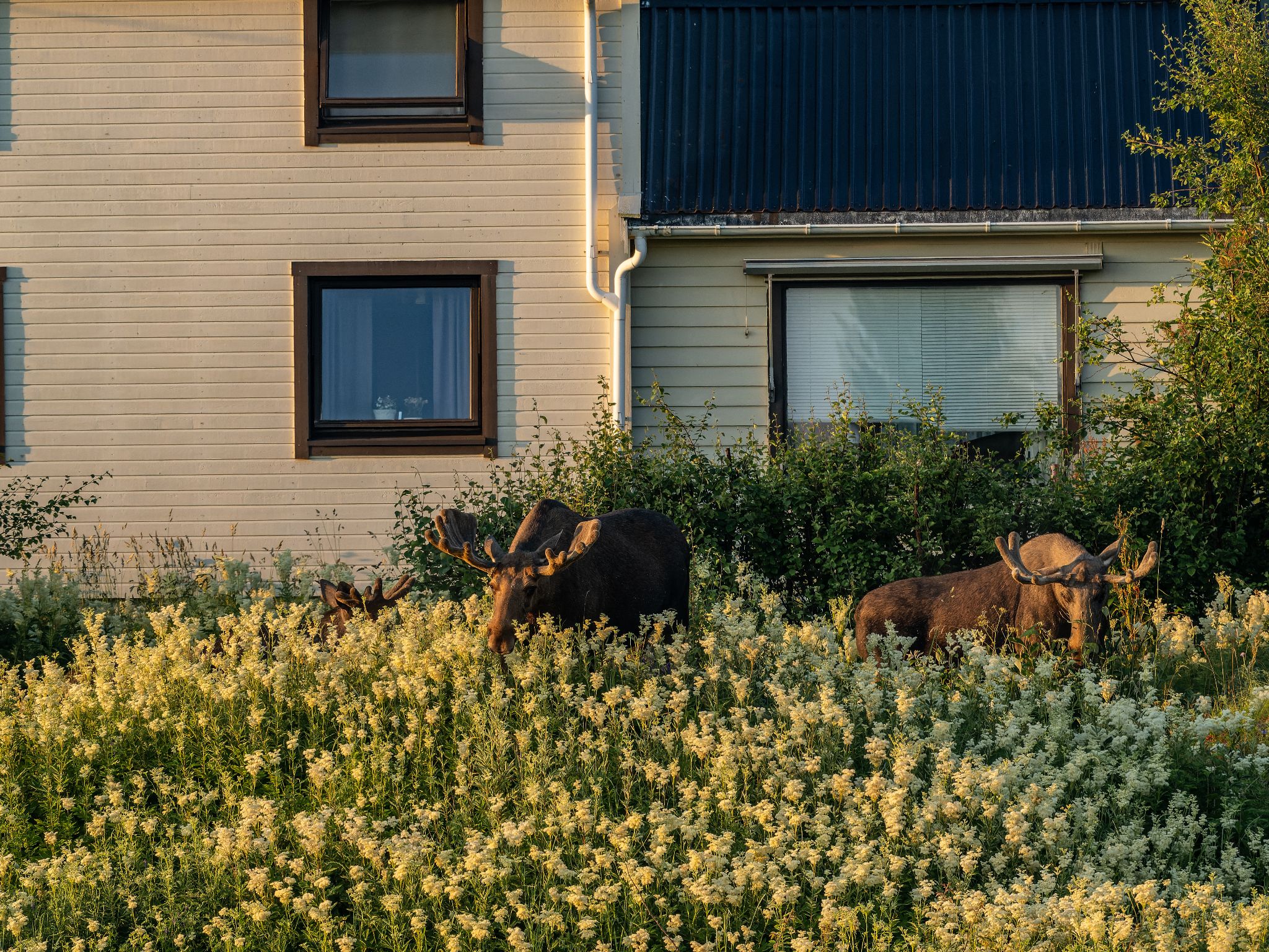 250724 0430 J 250724 0430 J  1JR1502 DxO DeepPRIME 2