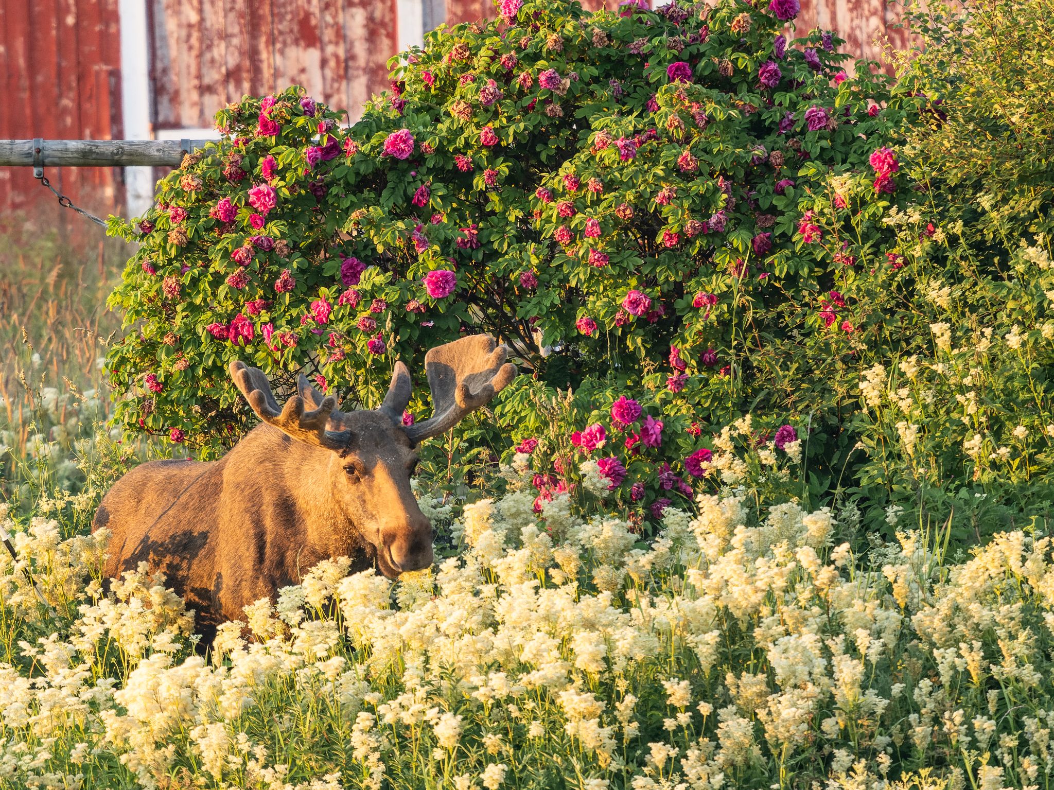 250724 0431 J 250724 0419 J  1JR0599 DxO DeepPRIME 2