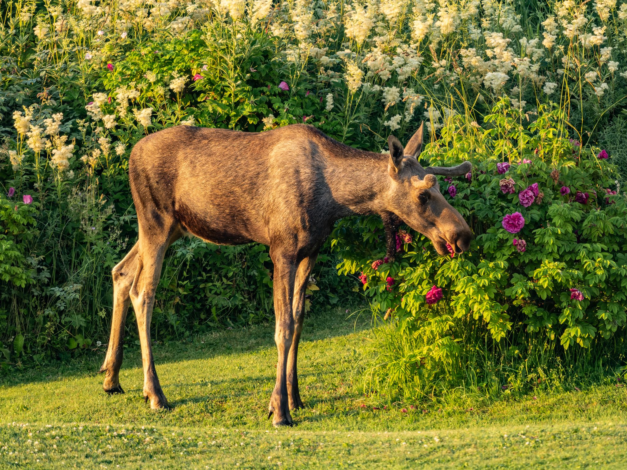 250724 0433 J 250724 0433 J  1JR1828 DxO DeepPRIME 2