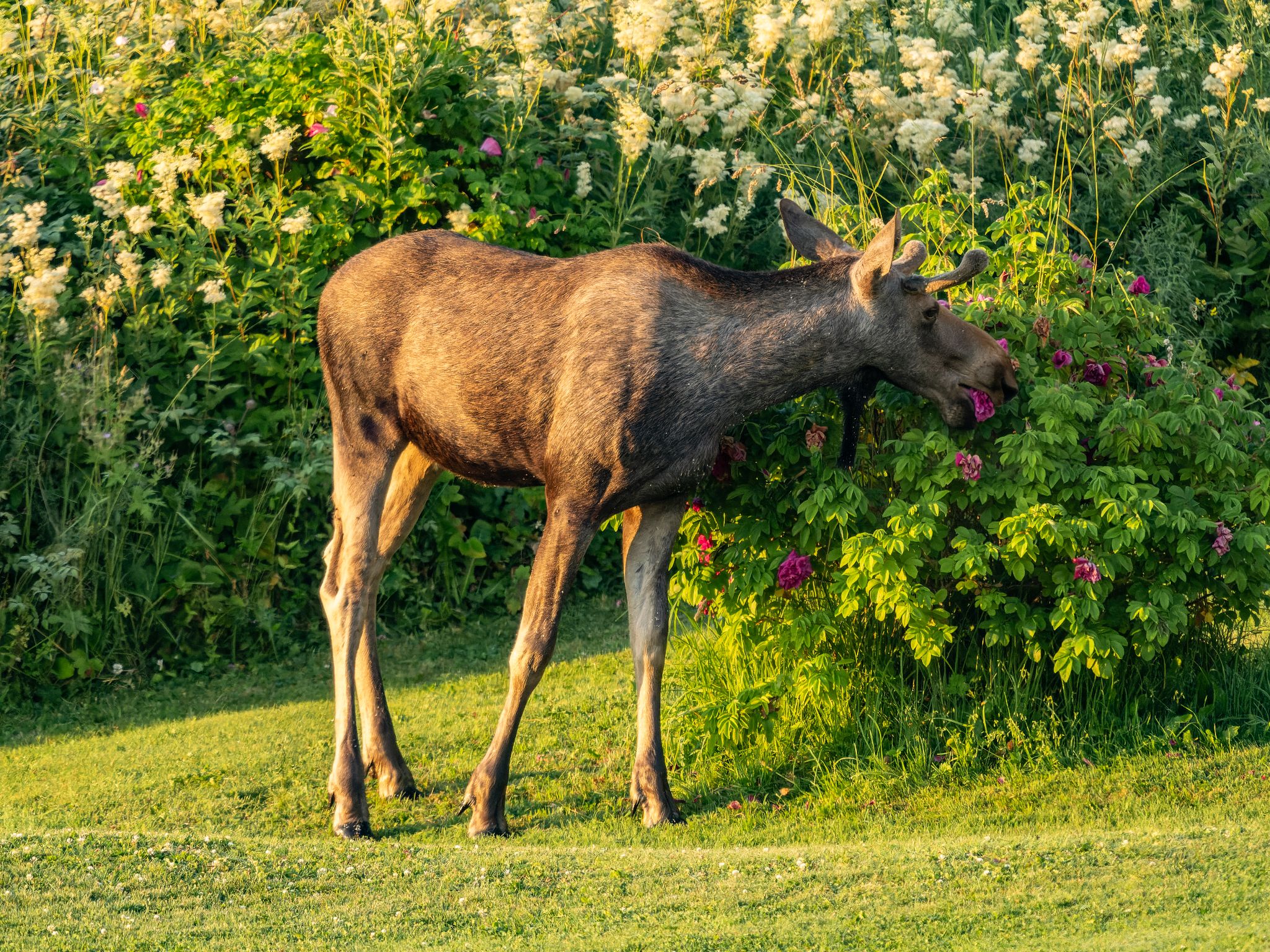 250724 0433 J 250724 0433 J  1JR1858 DxO DeepPRIME 2