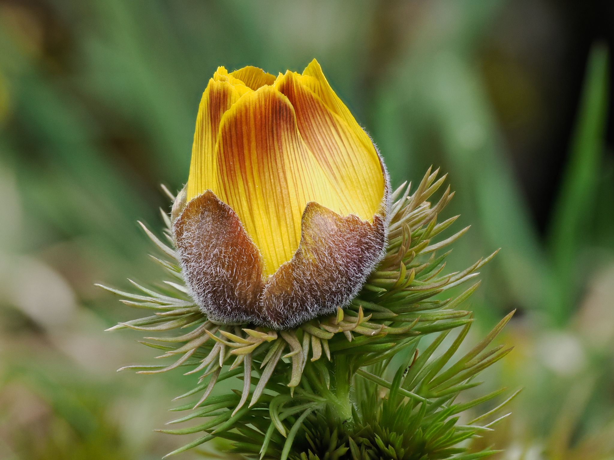 100 260408 1126 J  2JR1932