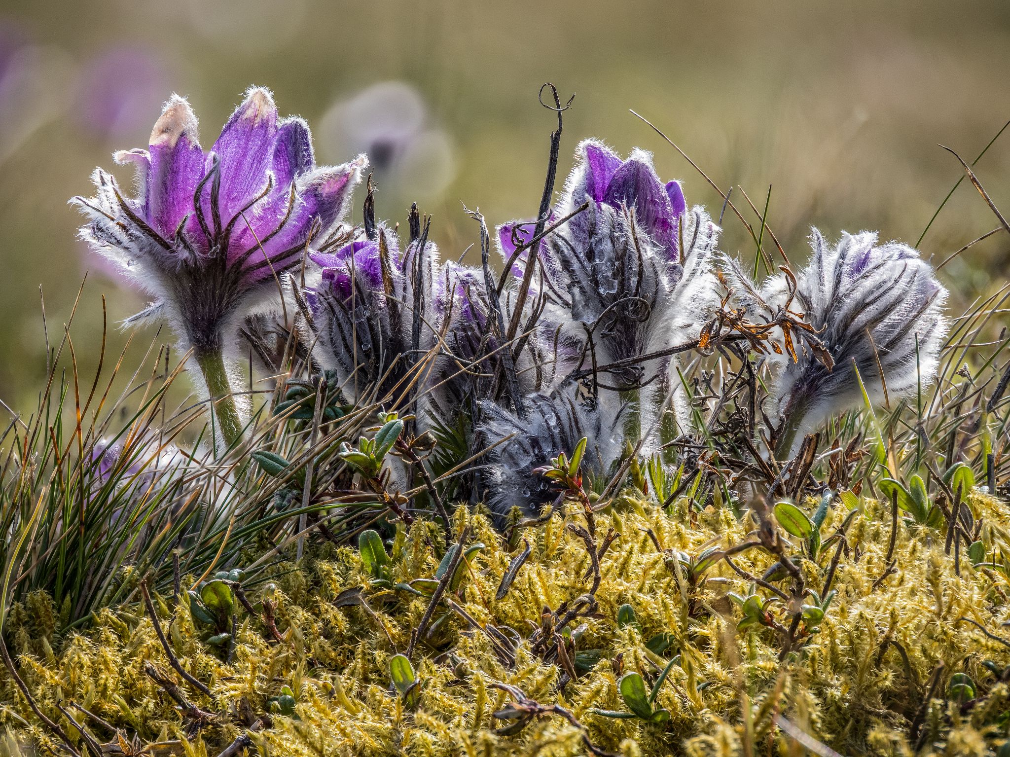 Gewöhnliche Küchenschelle
