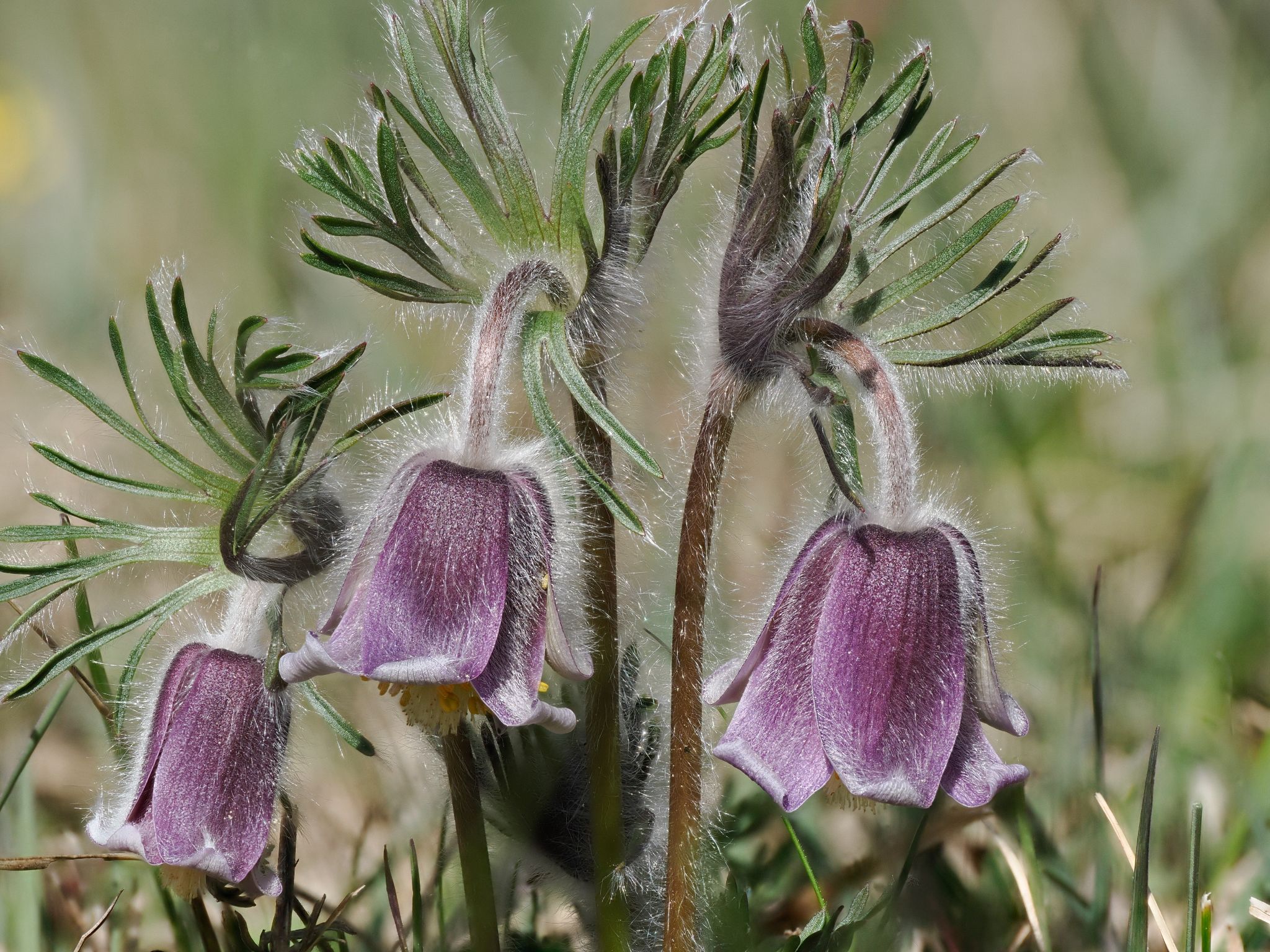 Wiesenküchenschelle