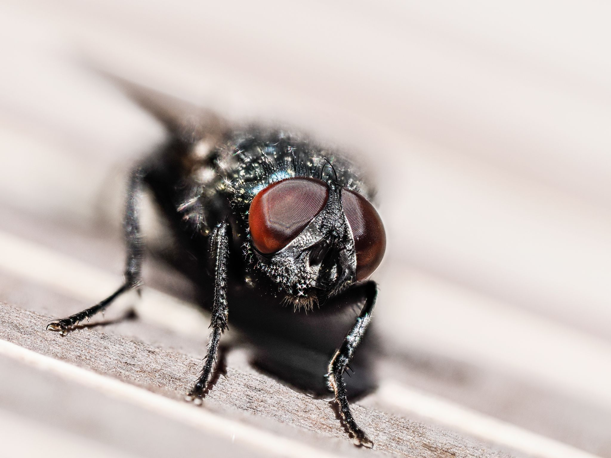 Graue Fleischfliege