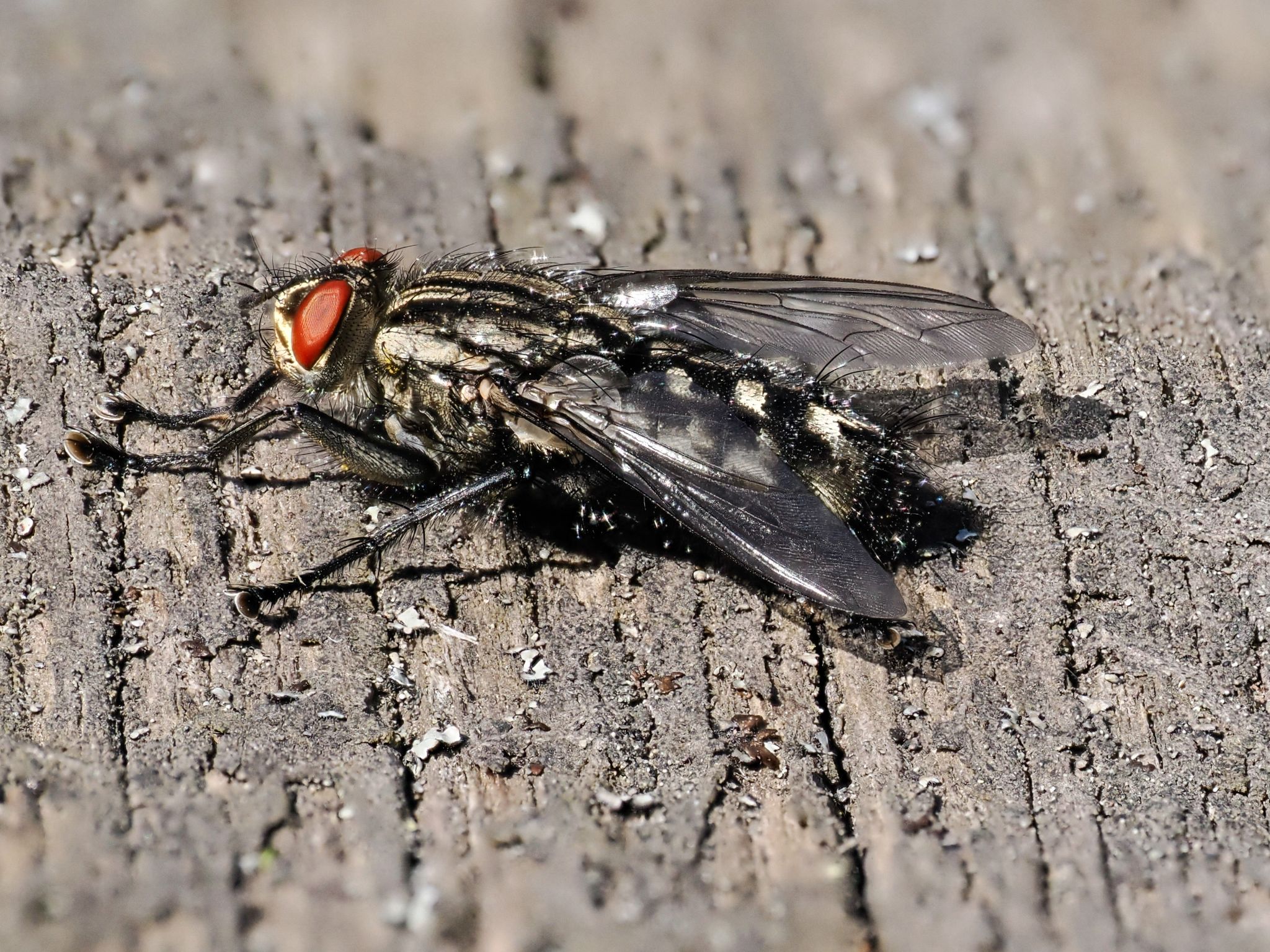 400 260426 1400 H  2HR1090