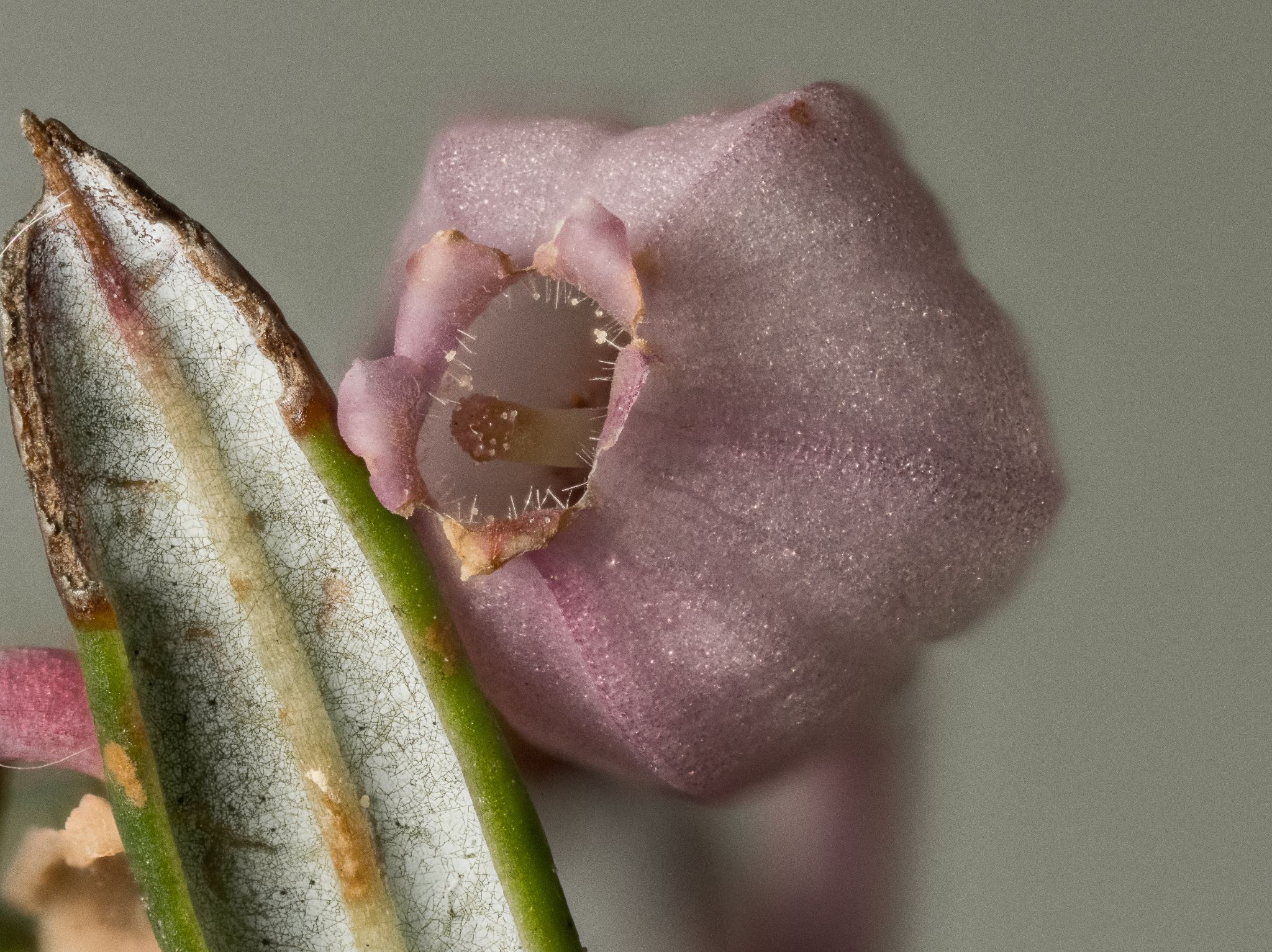 Rosmarinheide Andromeda polifolia