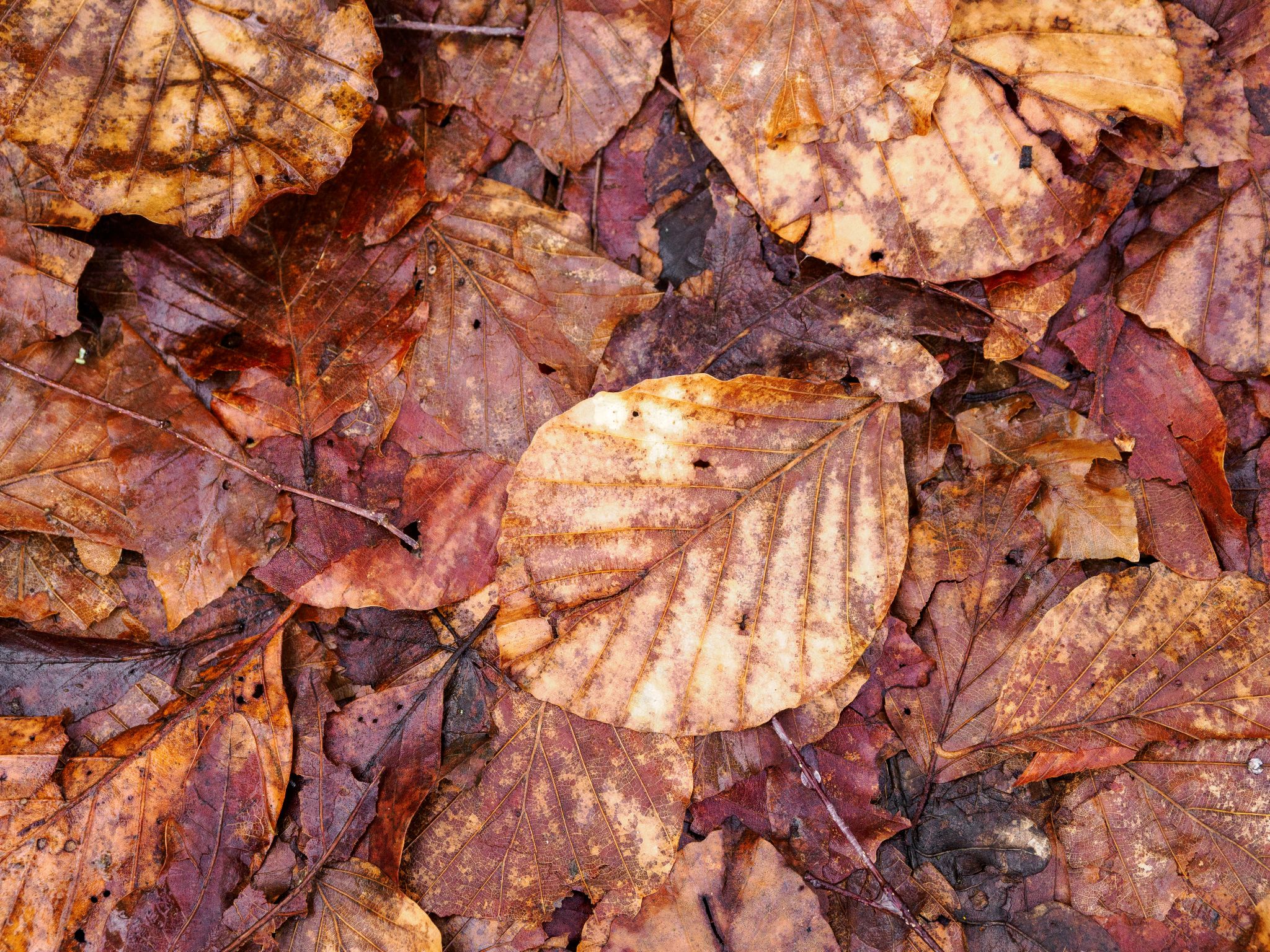 260326 1059 H  2HR0212