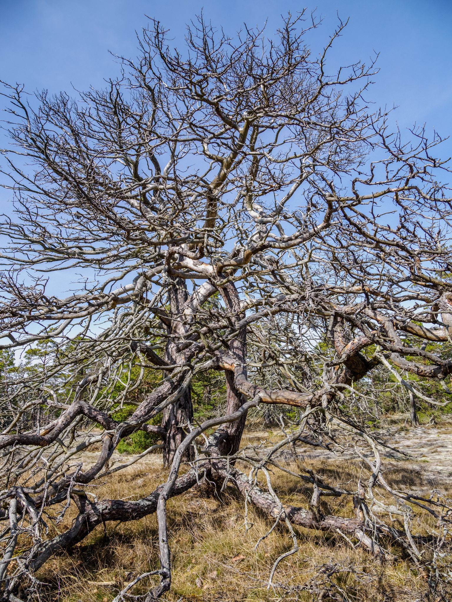 006 260413 1339 H  2HR0445 HDR