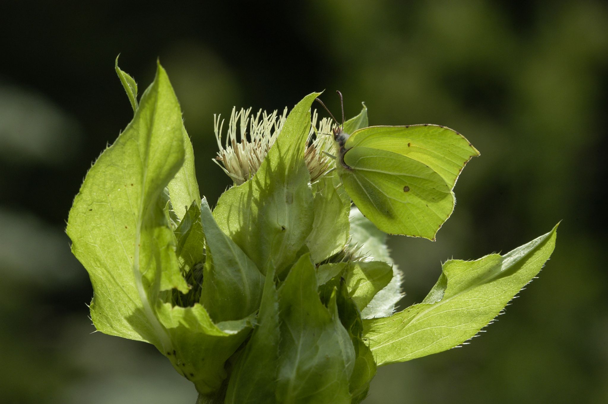 Zitronenfalter Gonepteryx rhamni, Meister der Tarnung