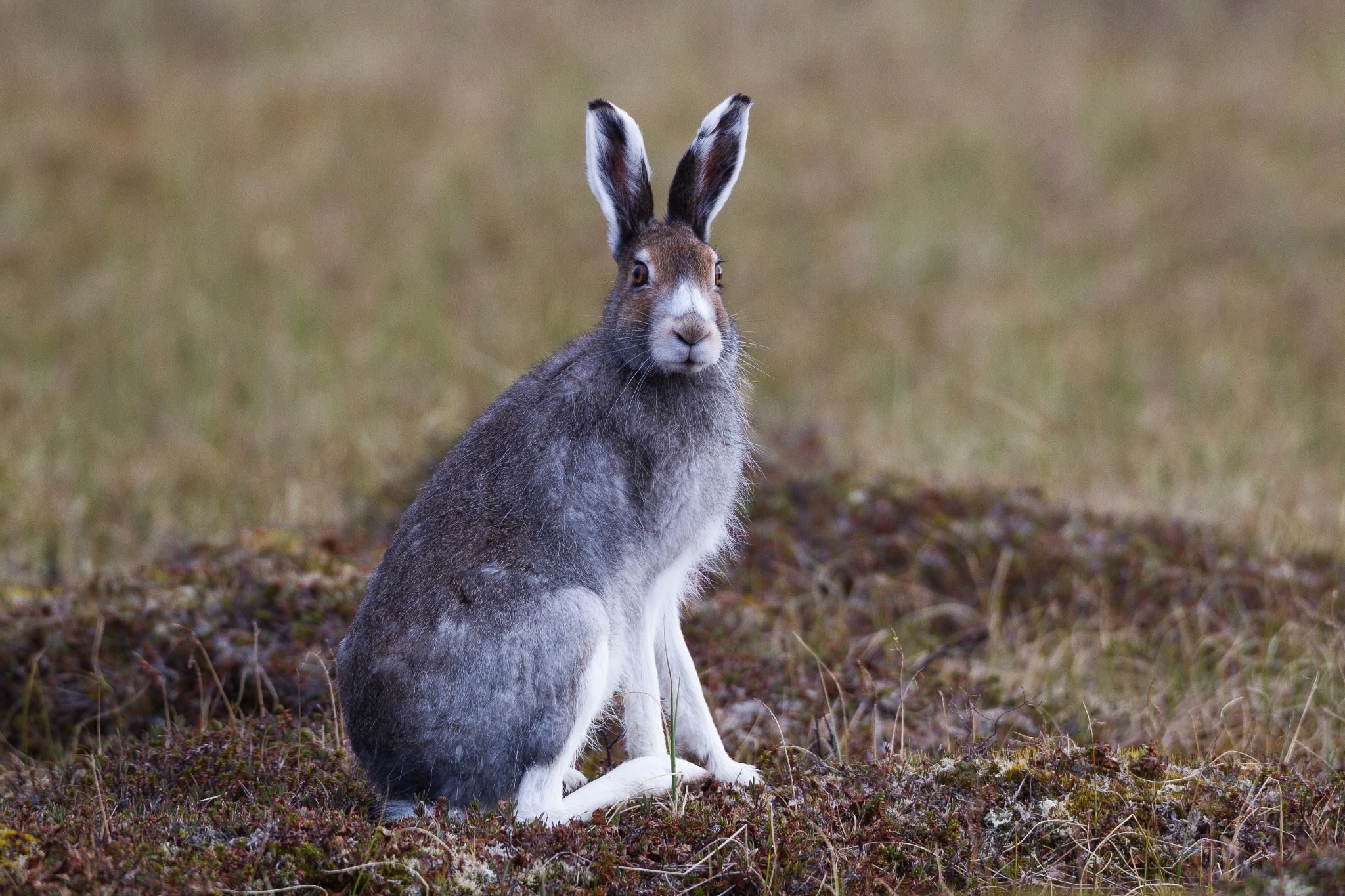Schneehase, Norwegen