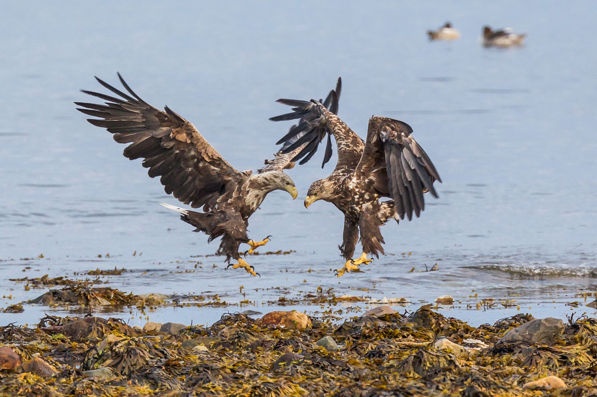 Seeadler, Norwegen