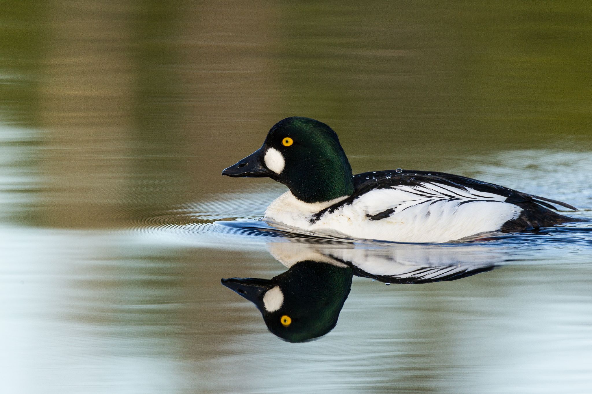 Schellente, Finnland