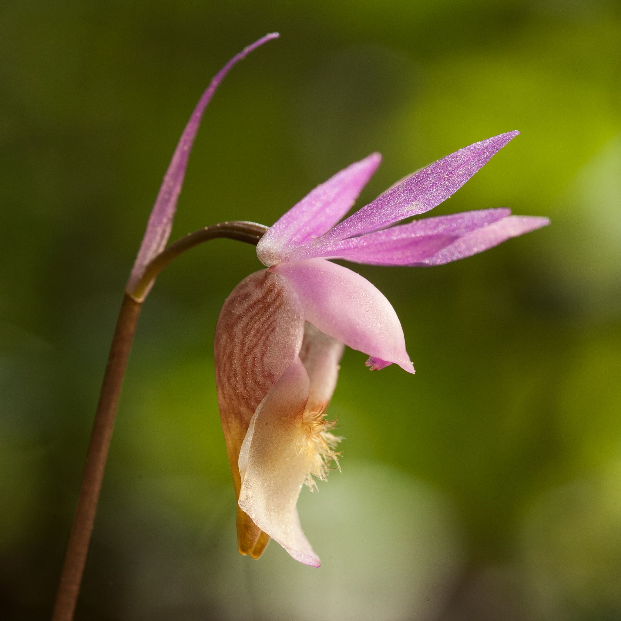 Norne Calypso bulbosa, Finnland