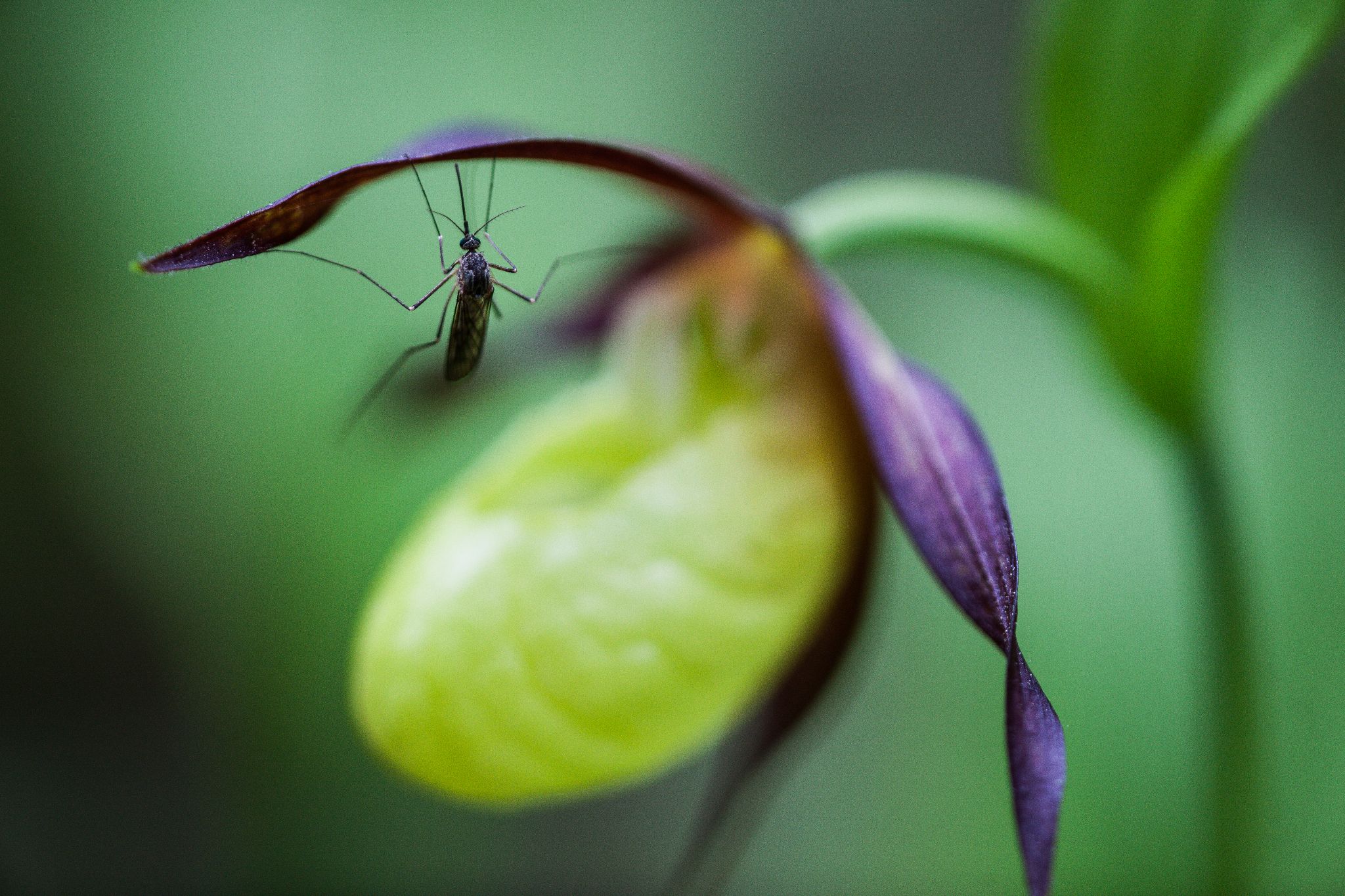 Frauenschuh Cypripedium calceolus L., Finnland