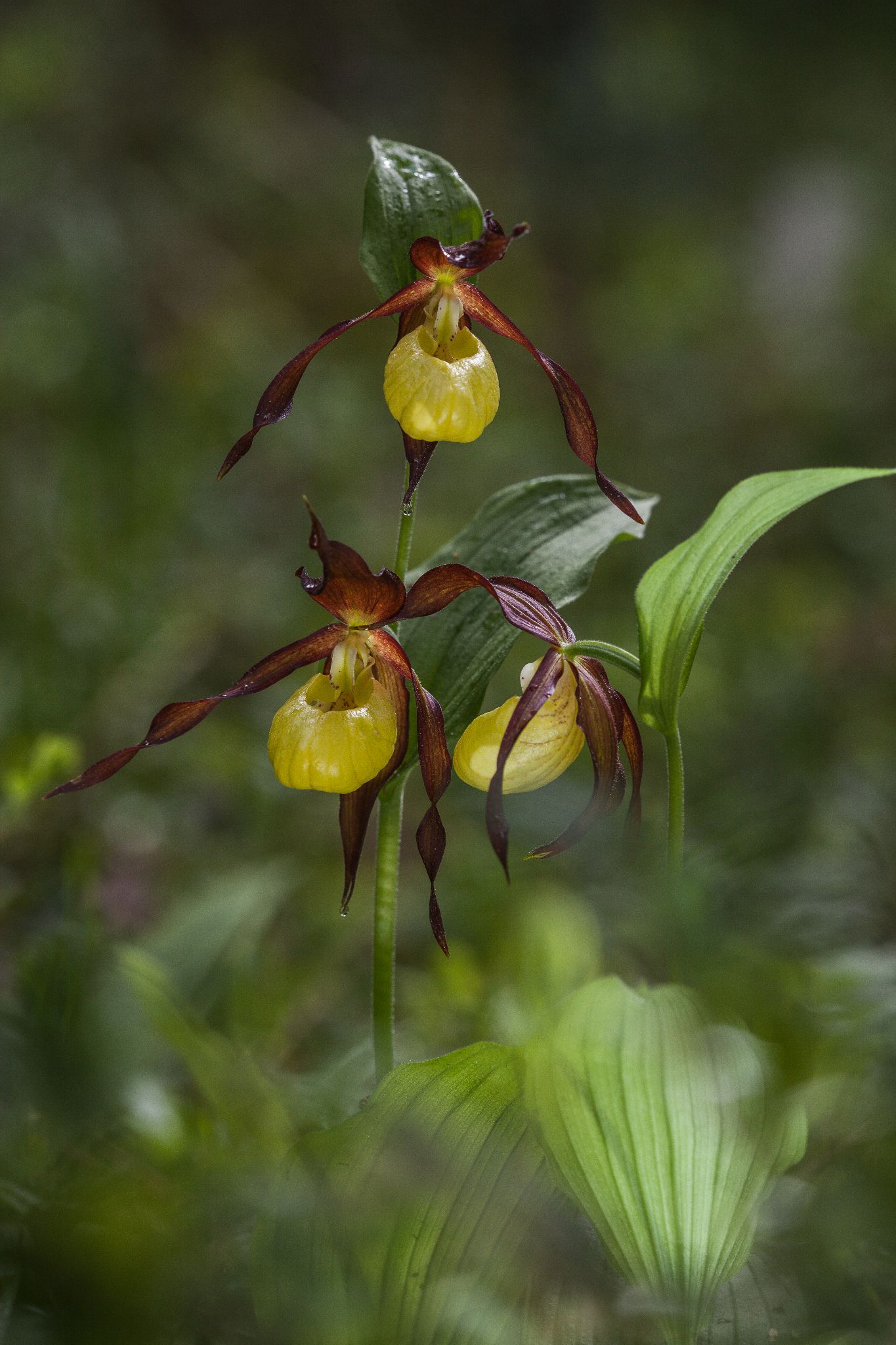 Frauenschuh Cypripedium calceolus L., Finnland