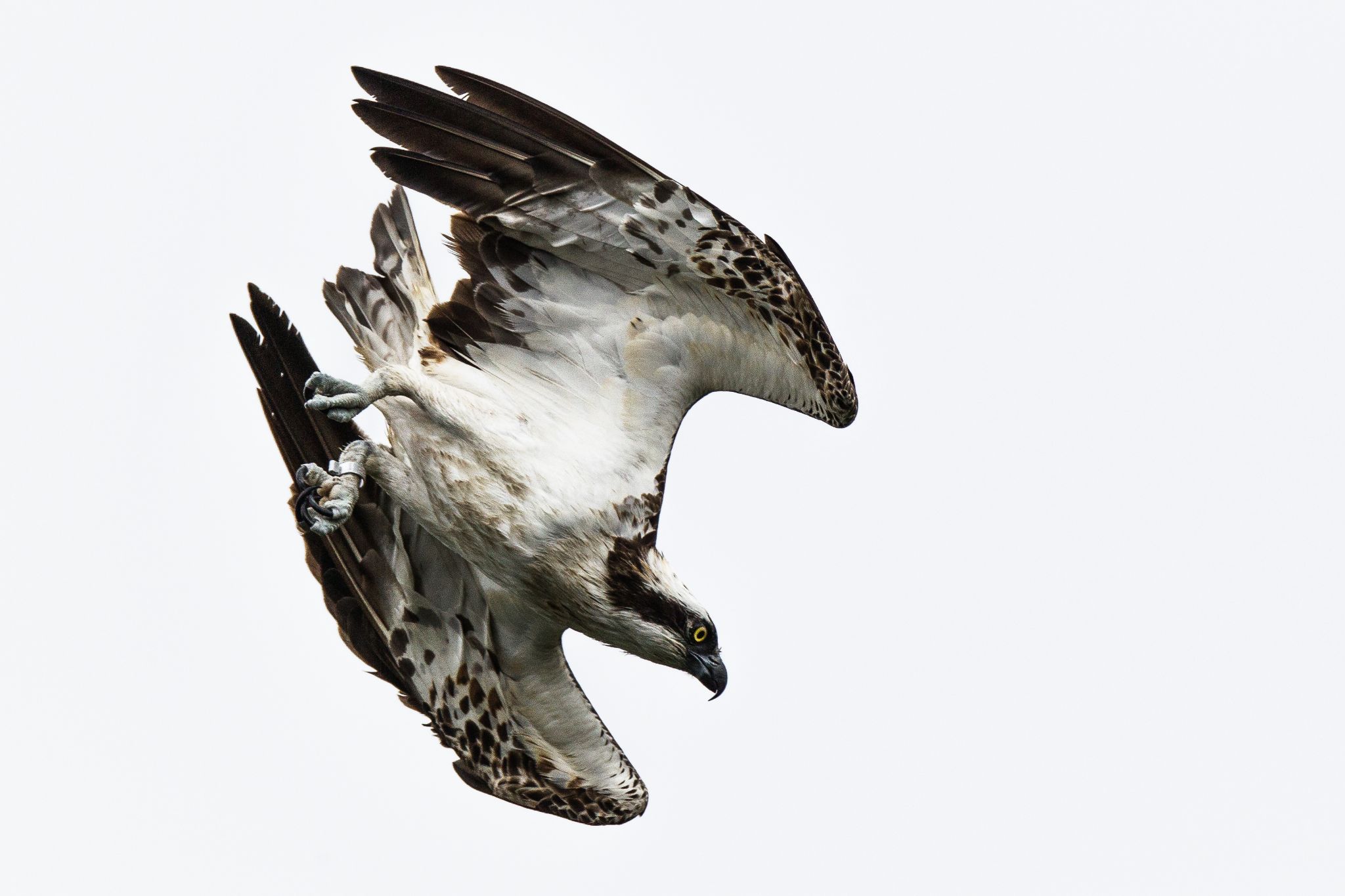 Fischadler, Finnland