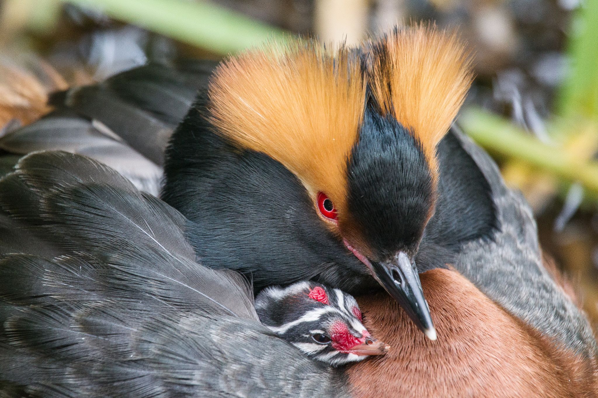 Ohrentaucher, Schweden