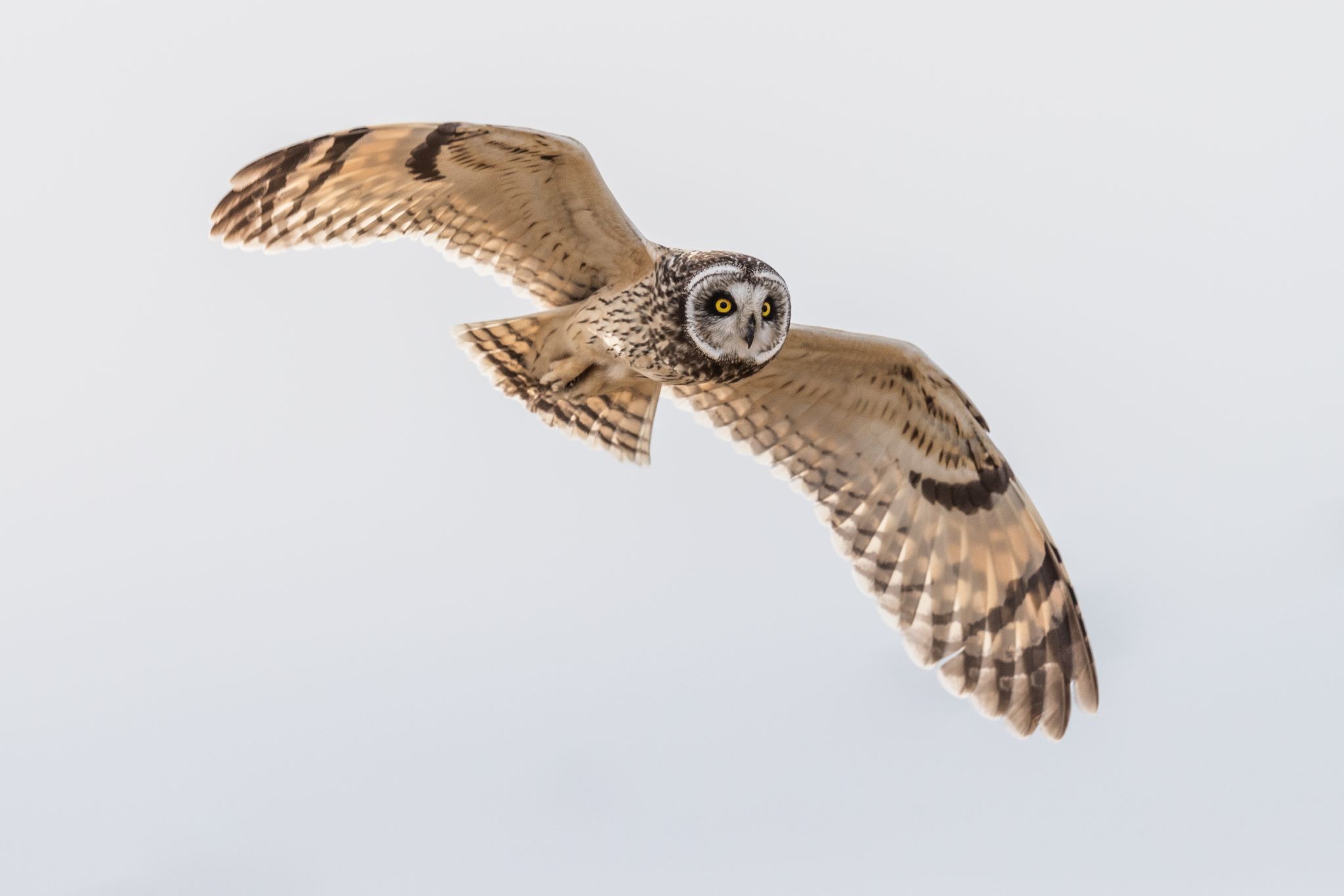 Sumpfohreule, Norwegen